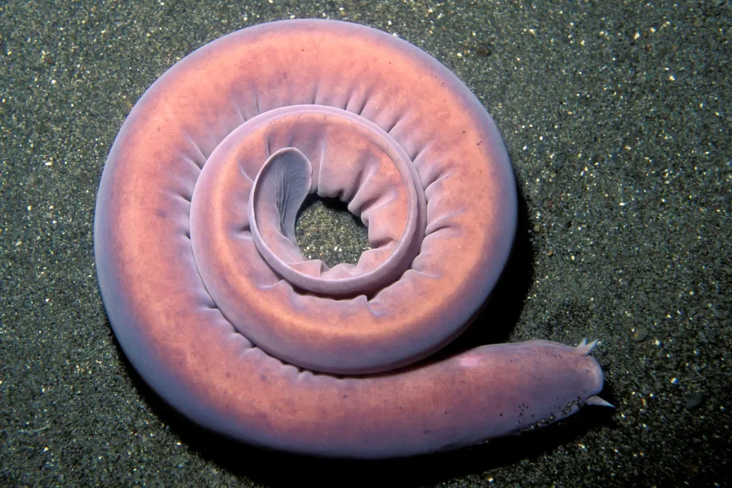 Hagfish