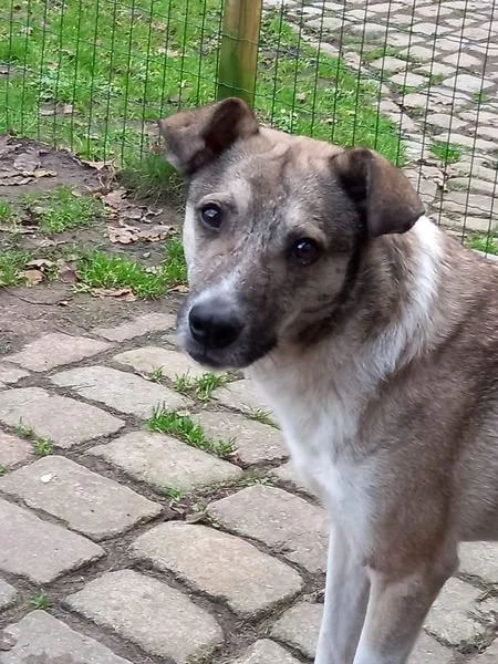 PEMU NU ...