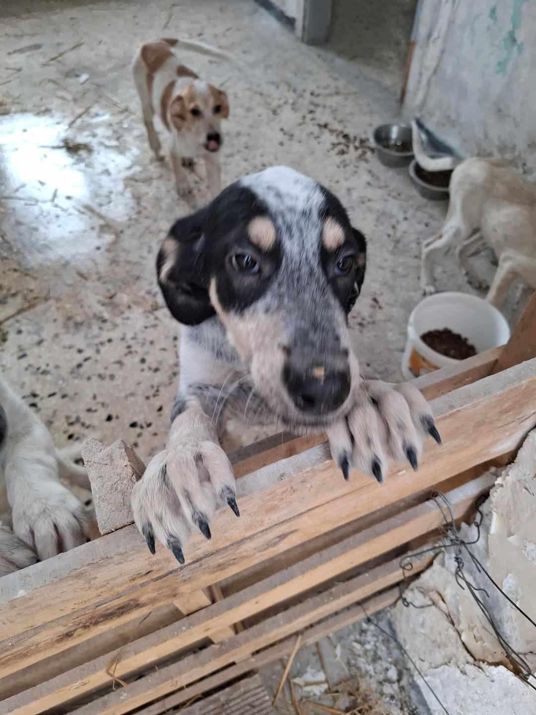 tiana pup 2.jpeg