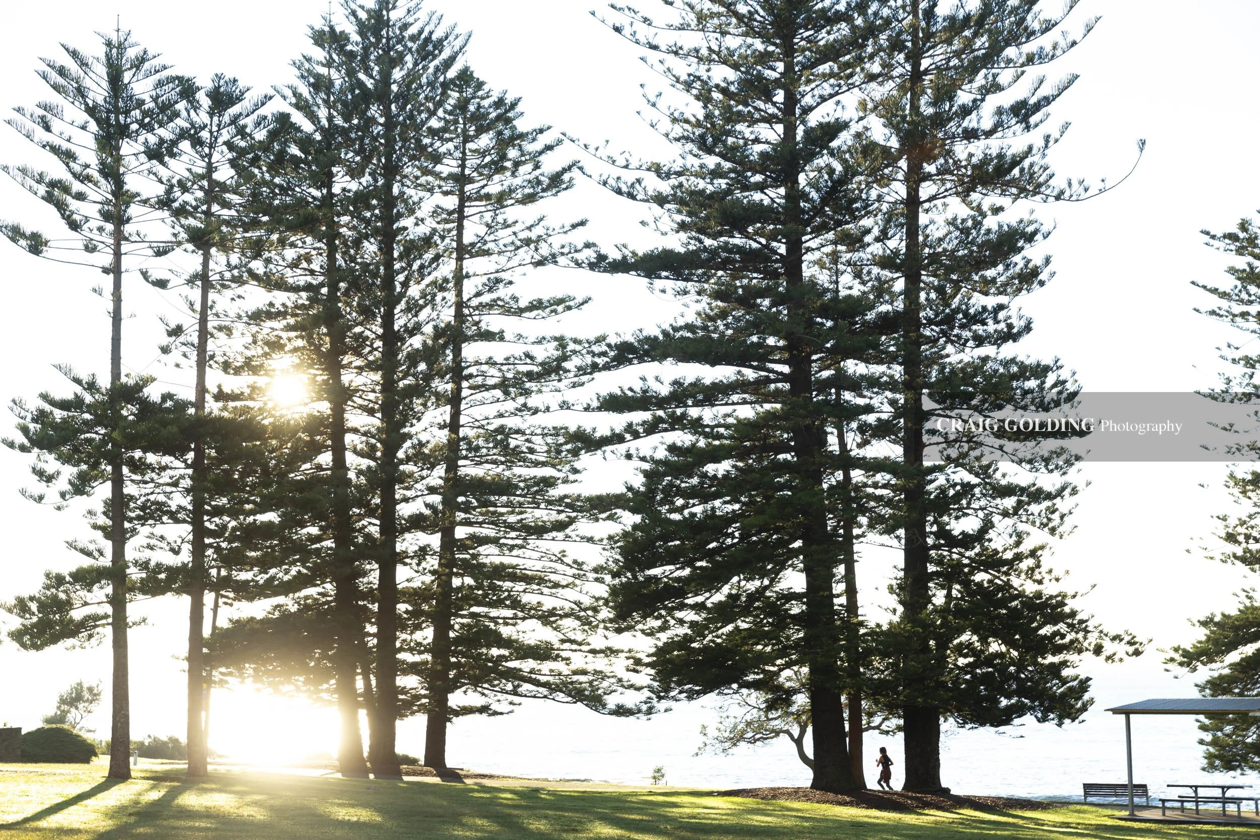 Shelly park trees.