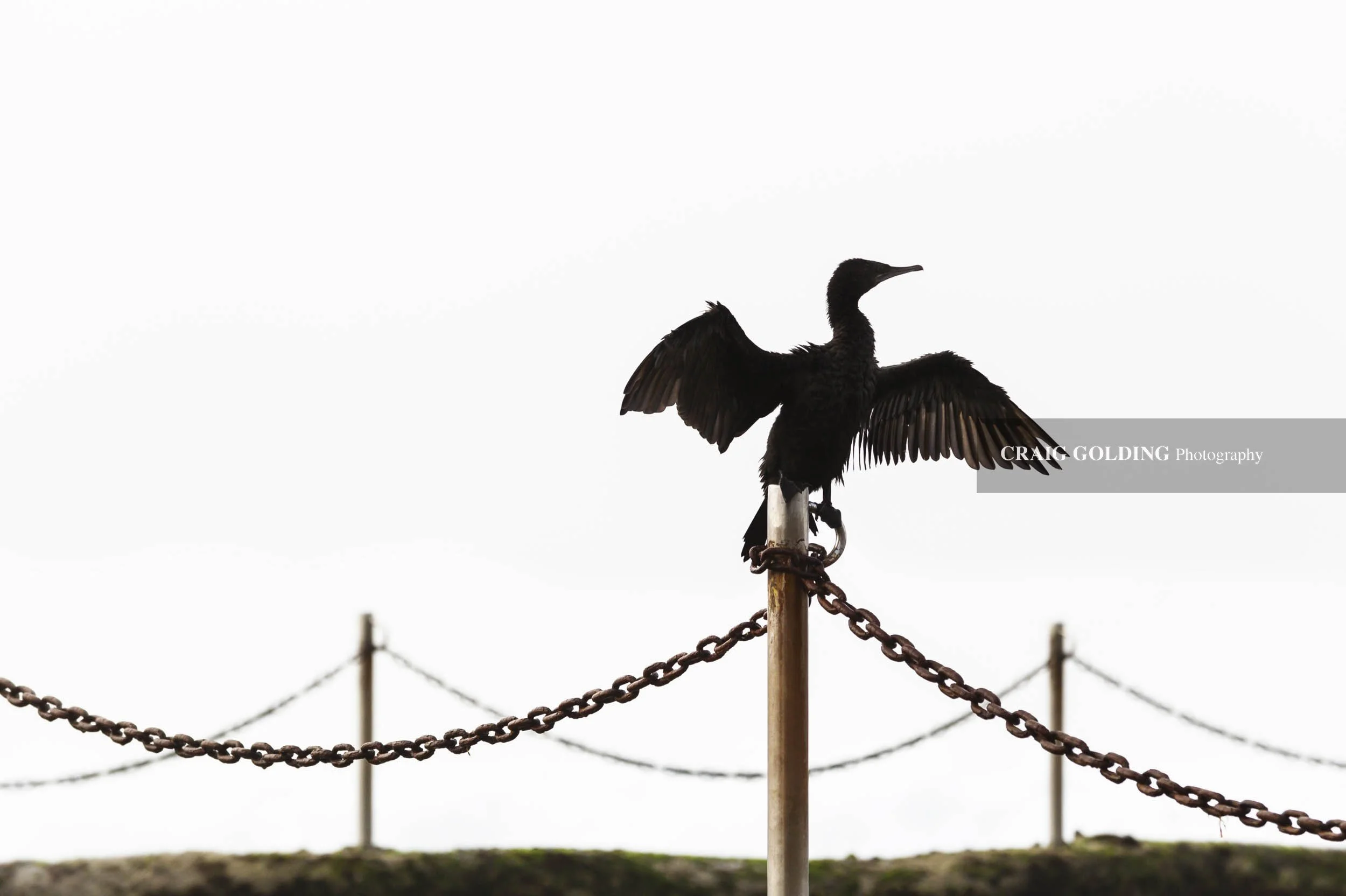 Wingspan