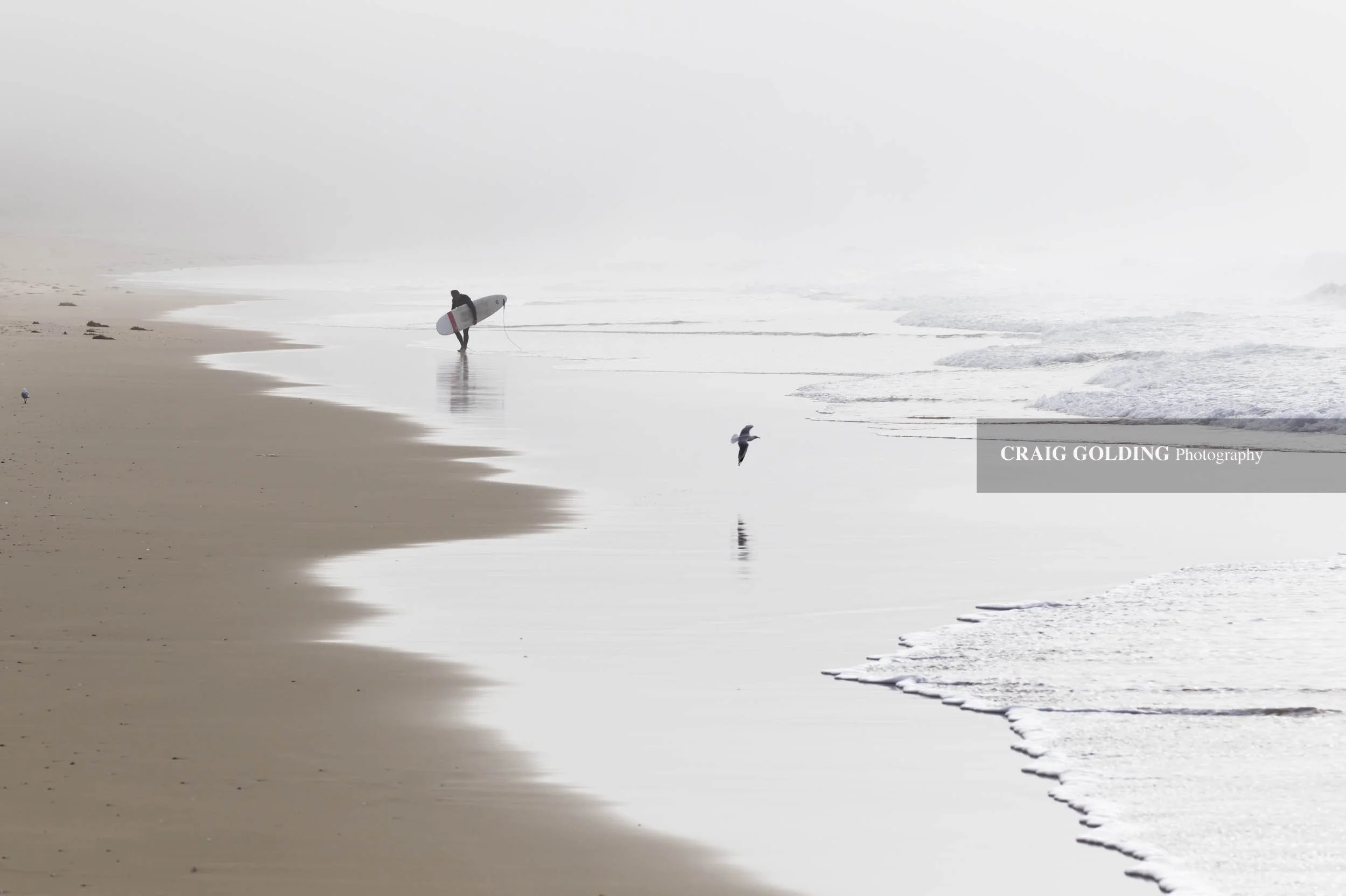 Surfer and gull.