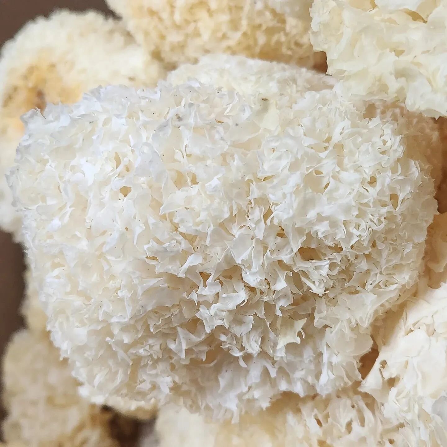 First full batch of Snow Fungus in the books and listed on the website! I might be more excited by this then even cordyceps! If youre not familiar, the polysaccharides and phenolics in Tremella Fuciformis are a boon to the natural medicine world. Cho