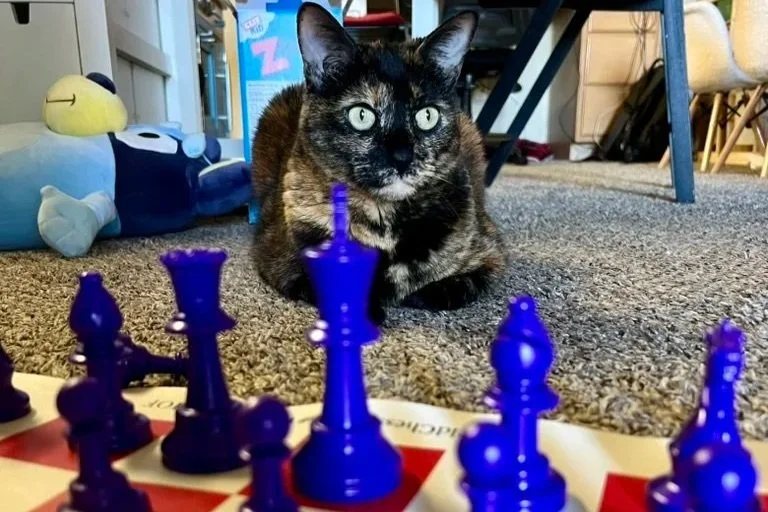 Game, chess, match