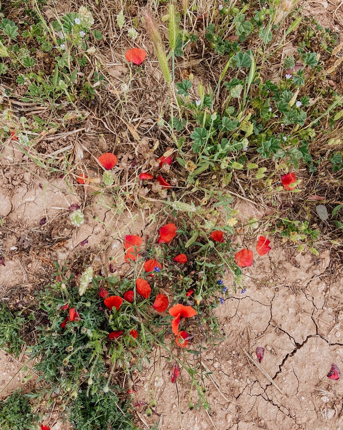 something about the way
the flowers still blossom
through dry + broken ground

reminds me of our own resilience
+ the natural inclination 
&mdash;determination
to open to the light

no matter how imperfect 
the conditions
🌺