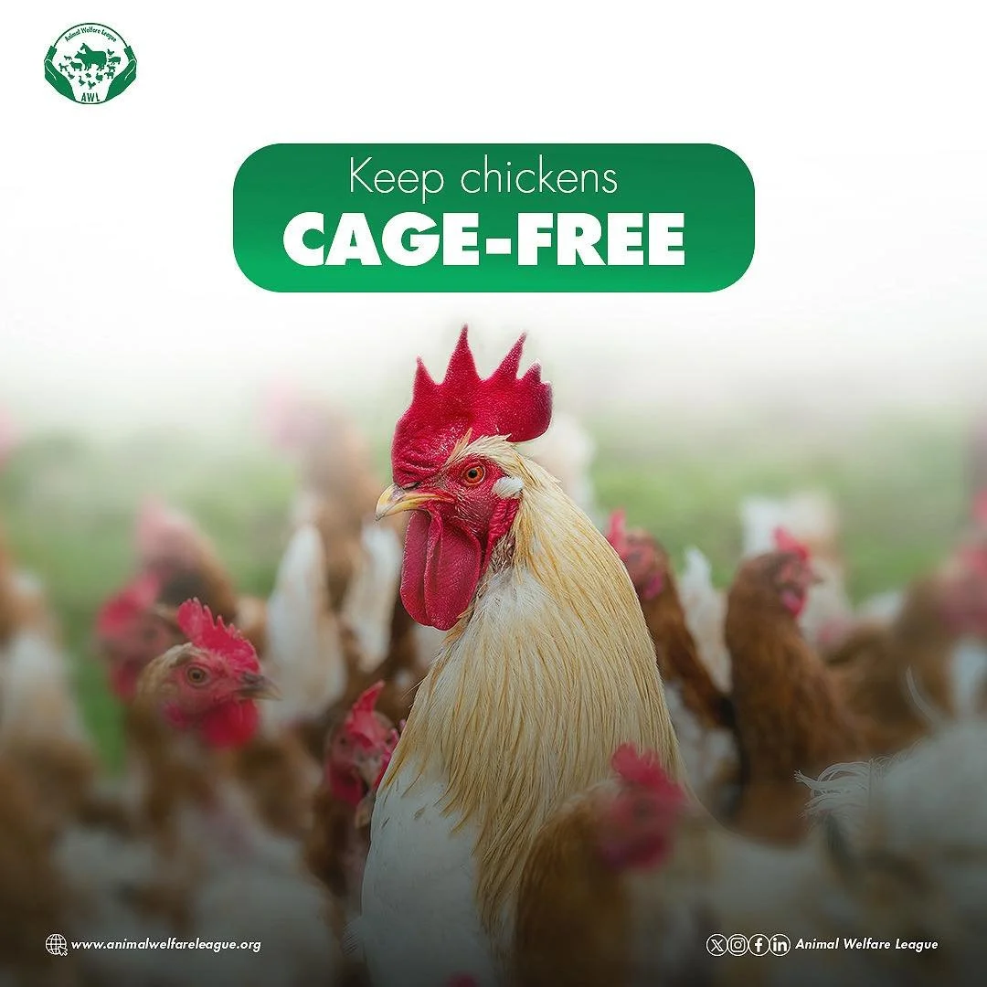 Keeping chickens cage-free allows them to express basic natural behaviors which are essential for their welfare and overall health.

#gocagefree #endcagesnow