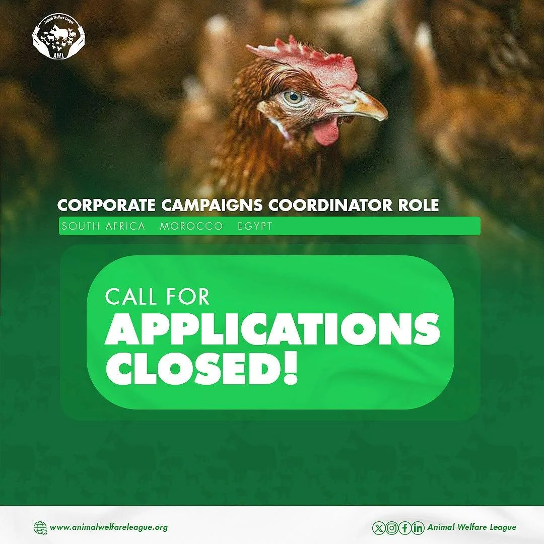 🚨Corporate Campaigns Coordinator Role: Call for Applications Update!

We have officially closed the application window for the corporate campaigns coordinator role in South Africa, Morocco and Egypt. We want to sincerely thank everyone who took the 