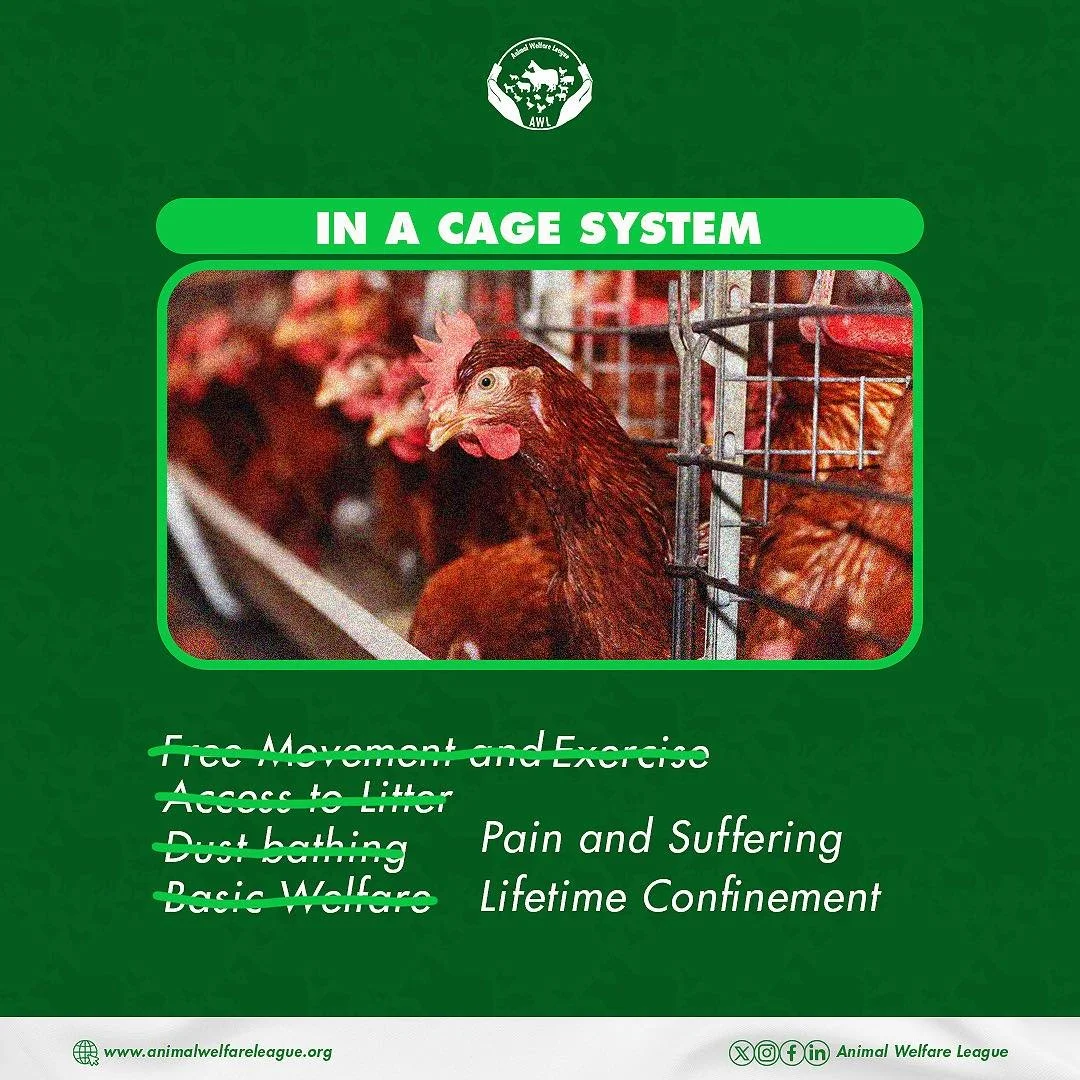 Chickens in cage systems endure poor welfare conditions, confined to a lifetime of pain and suffering.

#Endcagesnow #Gocagefree