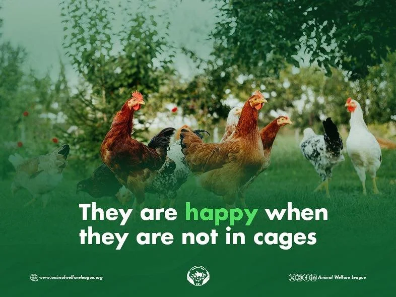 To give chickens a happy and a healthy living, they cannot be in battery cages!

#Endbatterycagesnow #gocagefree