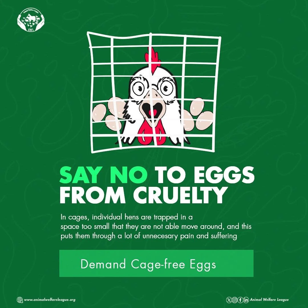 Layer hens need enough space to be able to move around freely and live happy lives devoid of unnecessary pain and suffering. 

#corporatecampaign #freethebirds #EndBatteryCagesNow