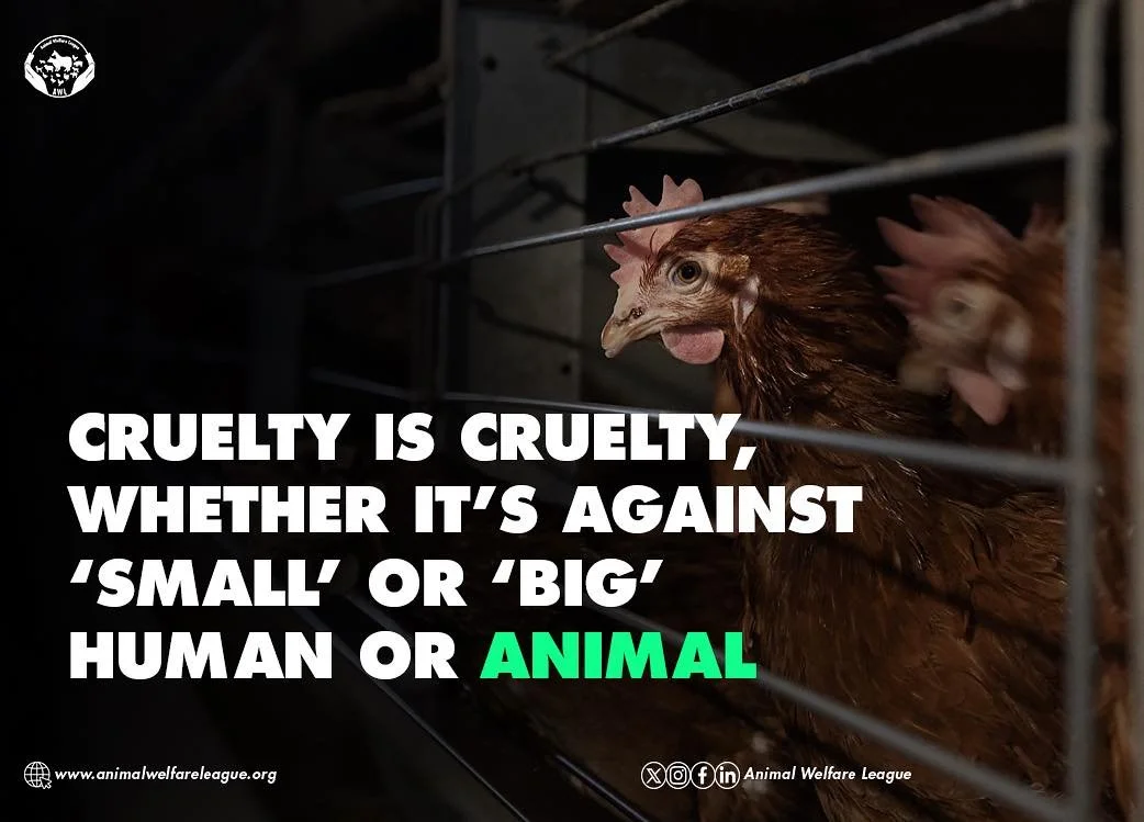 😣For hens confined to battery cages, cruelty defines nearly every aspect of daily life. They cannot fully turn around, nest, dust-bathe, or spread their wings. 
Battery cages should be a non-negotiable starting point in any discussion about the welf