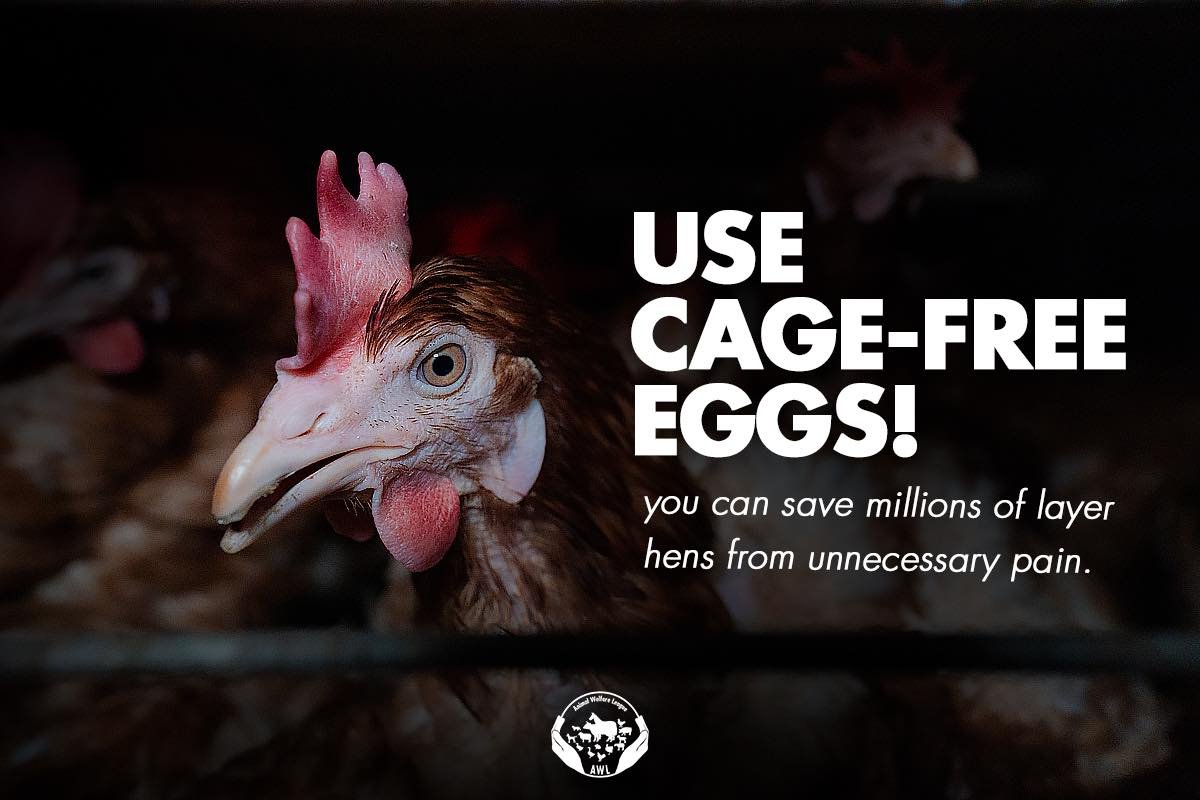 🐔Millions of layer hens suffer in battery cages, and hotels, restaurants, and quick-service companies can change that by committing to cage-free eggs in their supply chains. The switch is achievable, and the impact on animal welfare is significant!
