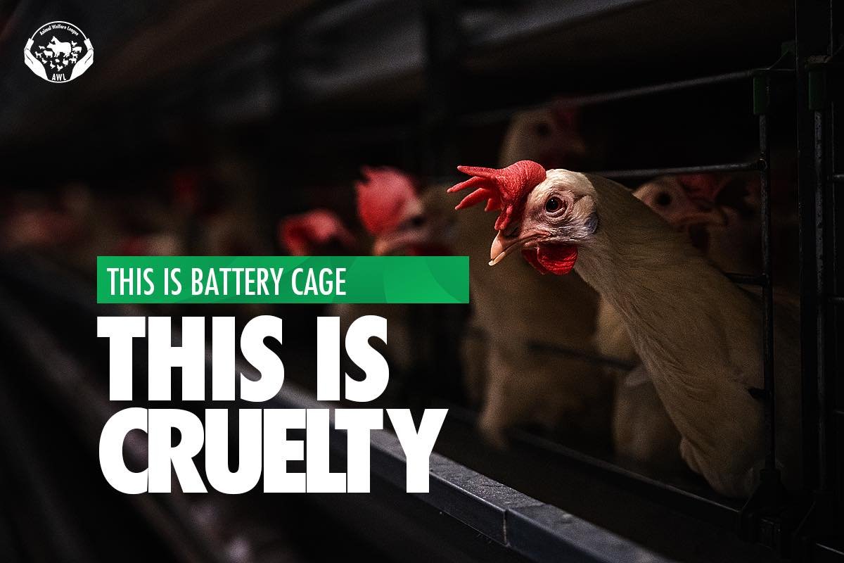 Every egg from a battery cage comes at the cost of a layer hen&rsquo;s life lived in intense pain and suffering, it&rsquo;s time to end this cruelty for good

#gocagefree #endcages