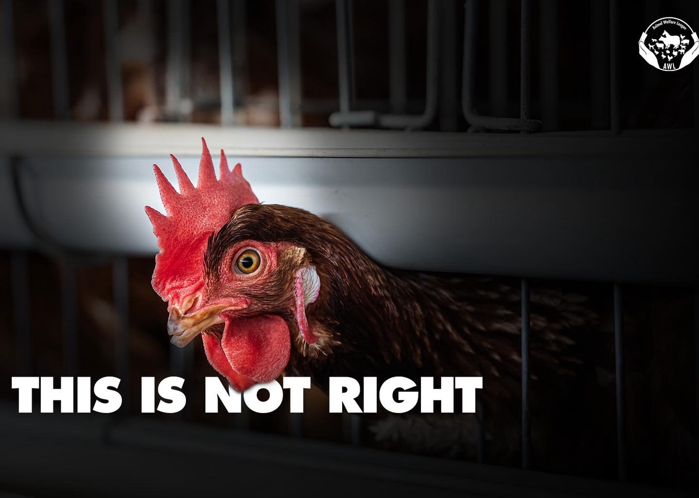 This hen deserves better. Millions like her spend their entire lives confined to cages smaller than an A4 sheet, unable to stretch, perch, or move freely.
But change is already happening. Hotels across Ghana are committing to cage-free sourcing, and 