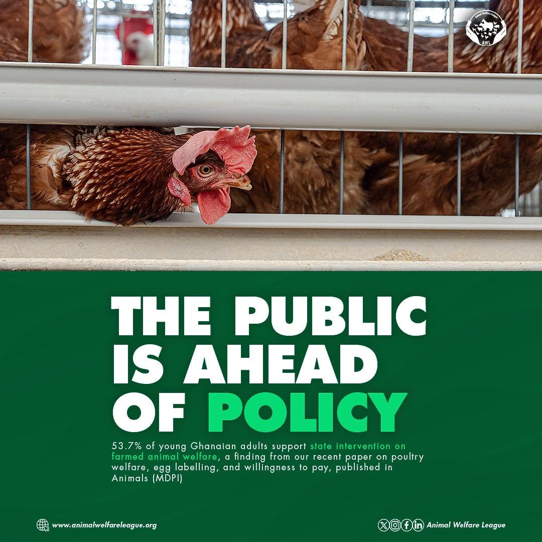 📈53.7% of young Ghanaian adults support state intervention on farmed animal welfare, a finding from our recent paper on poultry welfare, egg labelling, and willingness to pay, published in Animals (MDPI). Haven&rsquo;t read it yet? 

🔗Find link in 