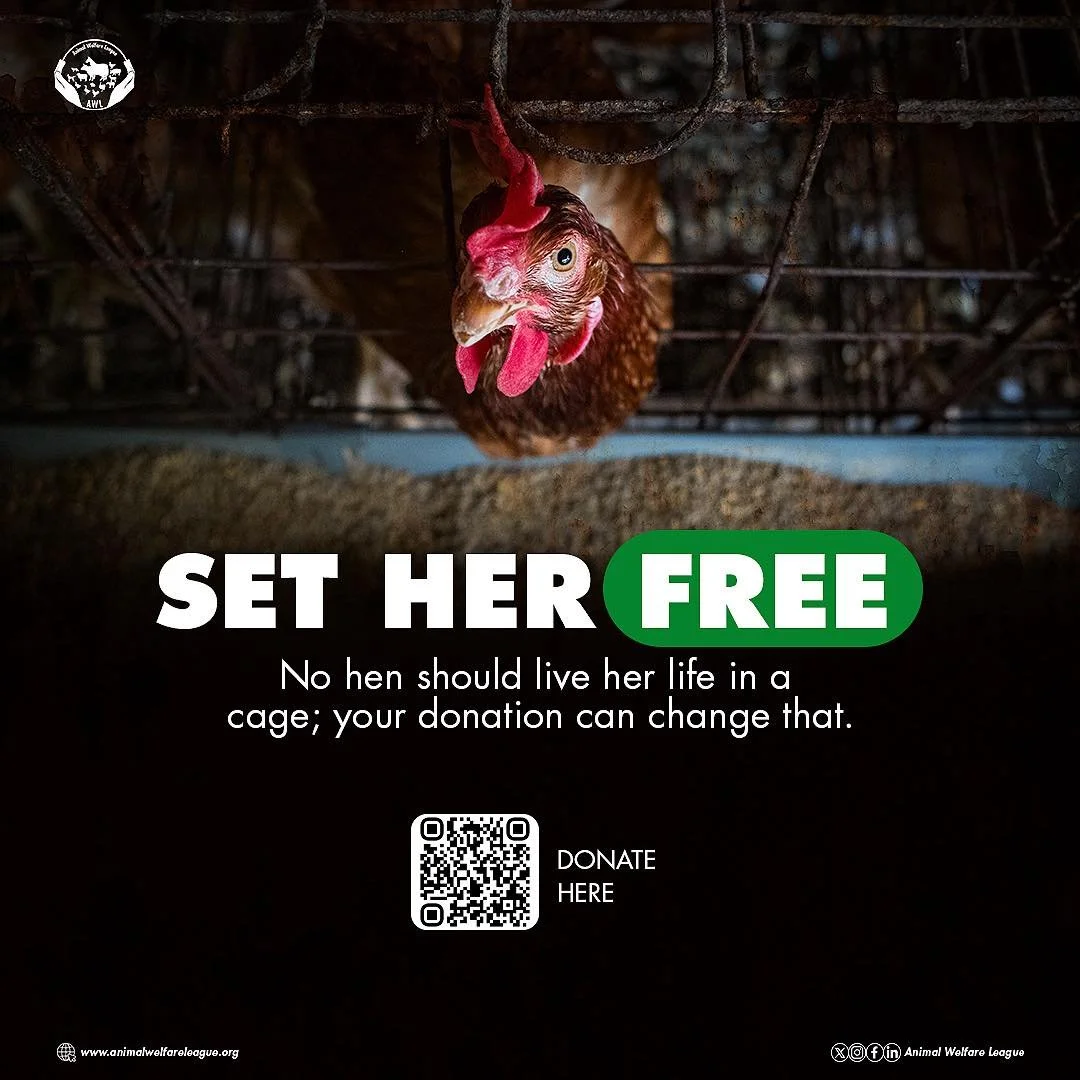 Millions of hens are still confined to cages. We&rsquo;re changing that, but we can&rsquo;t do it without you. Stand with us. 

Scan the QR code to donate

#farmanimals #gocagefree #endcages  #corporatecampaign