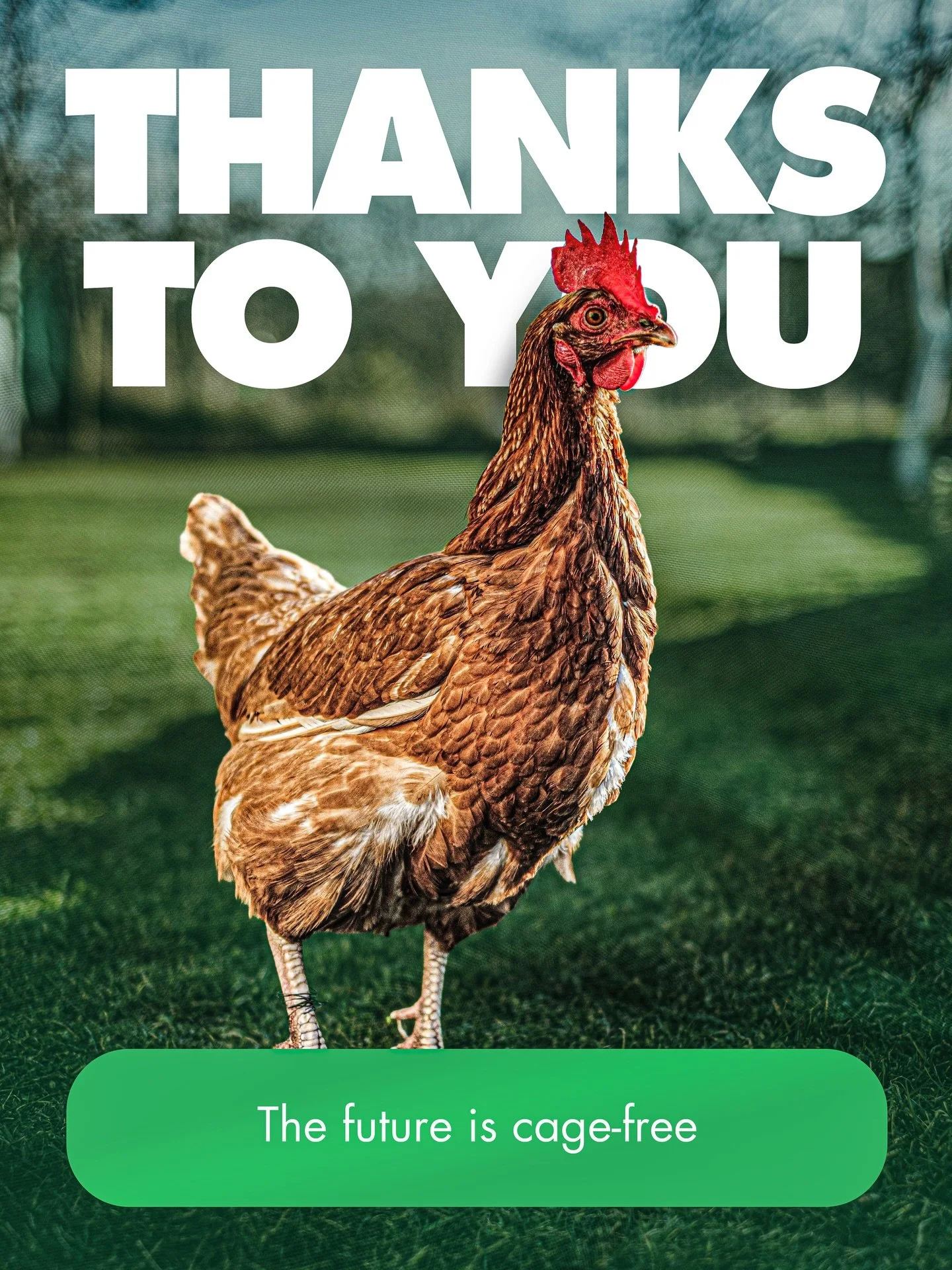 💚Thanks to you, hens are getting the freedom they deserve

They have more room to move, perch, spread their wings, and express basic behaviours that matter to them.

A growing number of hotels in Ghana are making this real through their supply chain