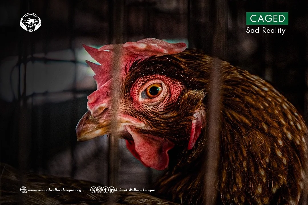 She feels pain, fear and distress. She&rsquo;s caged so tightly she can&rsquo;t turn around or flap her wings, for her entire life.

Be a volunteer today and speak for hens like her. 

Sign up here👇🏾

🔗link in bio🔗

#CageFree #AnimalWelfare #Volu