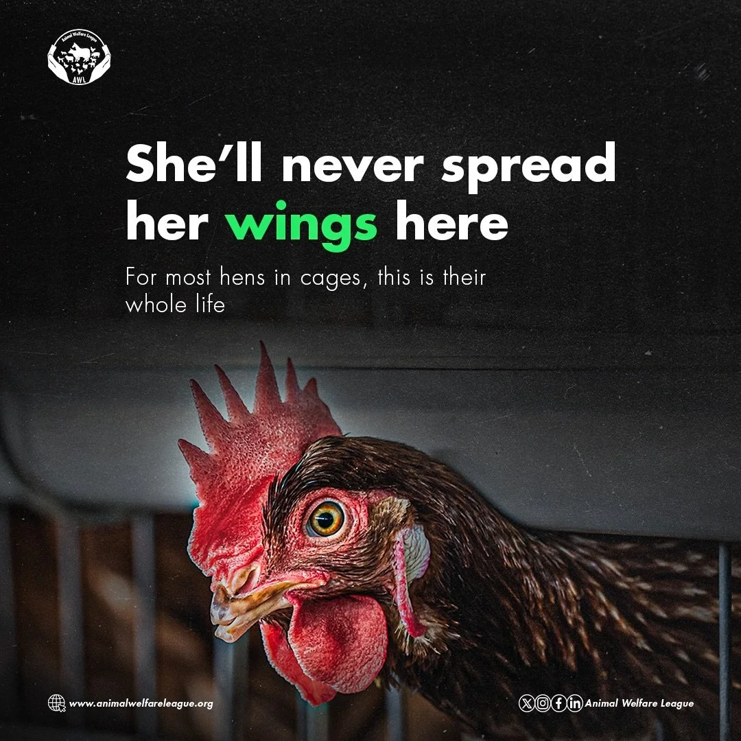 For millions of hens confined to battery cages, this cramped existence is all they&rsquo;ll ever know. With no room to stretch or flap their wings, they&rsquo;re denied a basic need for their overall wellbeing.

💚 But change is possible. See which h