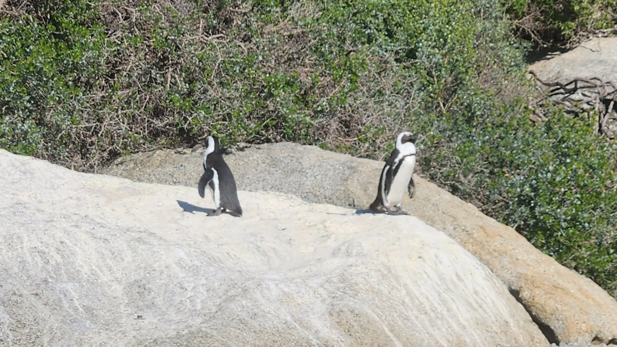 Two African penguins standing on a large rock with green vegetation in the background.