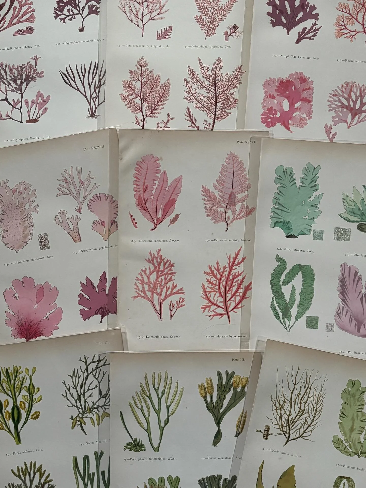 FOR SALE A collection of antique hand coloured marine botanical prints, circa 1850, from &lsquo;British Sea-Weeds&rsquo; by Margaret Gatty. Each one features four species of seaweed with Latin names printed beneath. They are in lovely condition with 