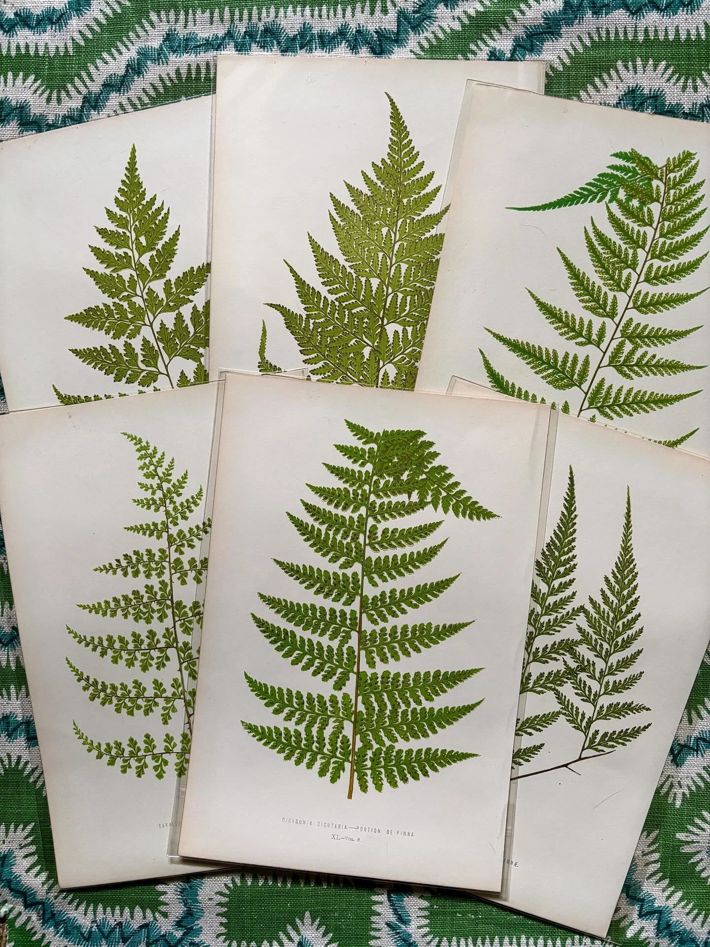 FOR SALE A collection of antique botanical prints from wood block engravings from Edward Joseph Lowe&rsquo;s publication &lsquo;Ferns: British &amp; Exotic&rsquo;, published by Groombridge &amp; Sons, London 1856-1860. Species name and plate number b