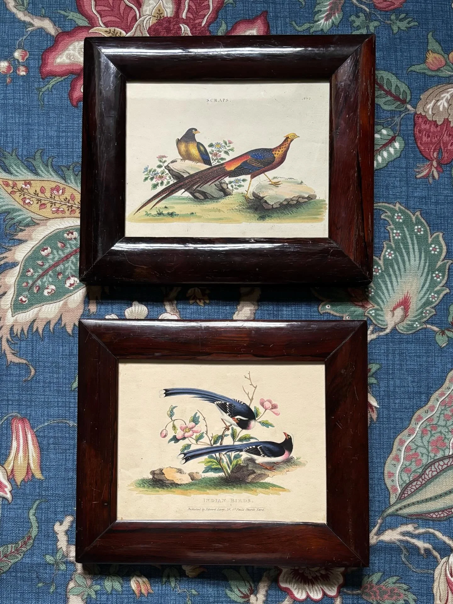 FOR SALE A pair of superb antique hand coloured ornithological engravings, circa 1830. 

They were published by Edward Lacey, London and include &lsquo;Indian Birds&rsquo; and &lsquo;Scraps&rsquo;. They are framed in excellent antique rosewood frames