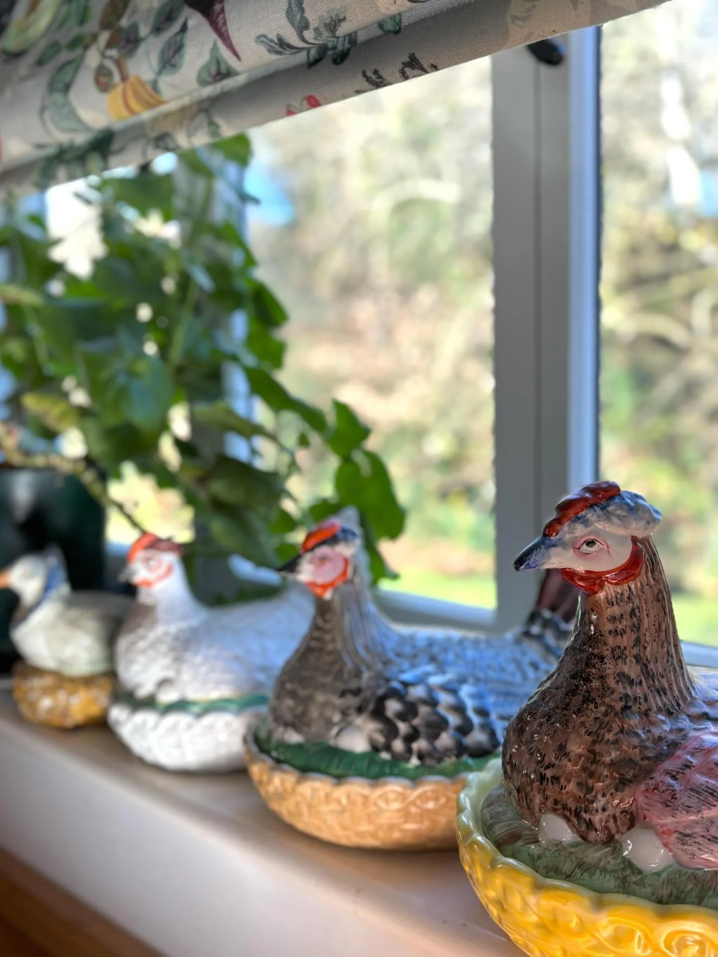 The guard of honour on the kitchen window sill basking in sunshine at last! ☀️
