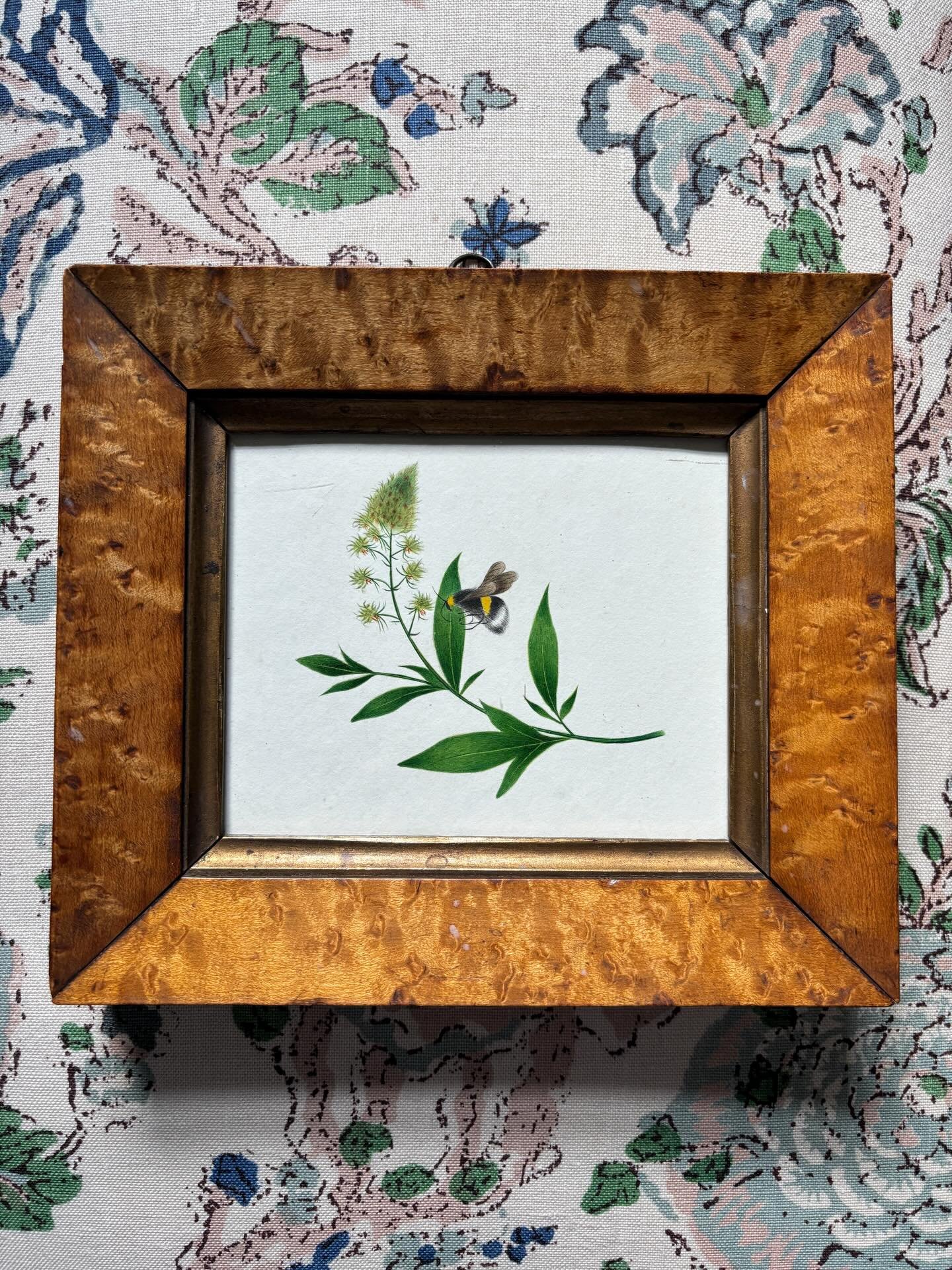 FOR SALE An enchanting 19th century watercolour painting of a bumblebee on a leafy sprig, framed in a superb antique birdseye maple frame with gilt slip. Circa 1836.

It is a very fine little painting, beautifully rendered with such delicate brush st