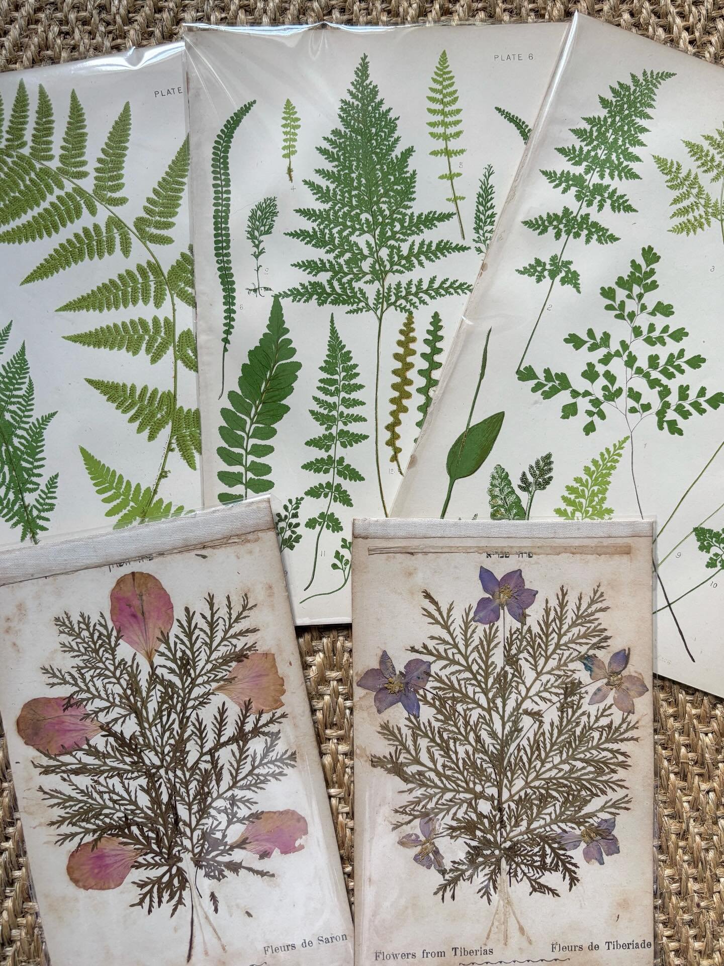 FOR SALE A small collection of pretty botanicals.

1.) A set of three mid 19th century coloured woodblock prints of ferns. It was printed by Leighton Brothers, circa 1855, who specialised in coloured woodblock printing and these prints are likely fro