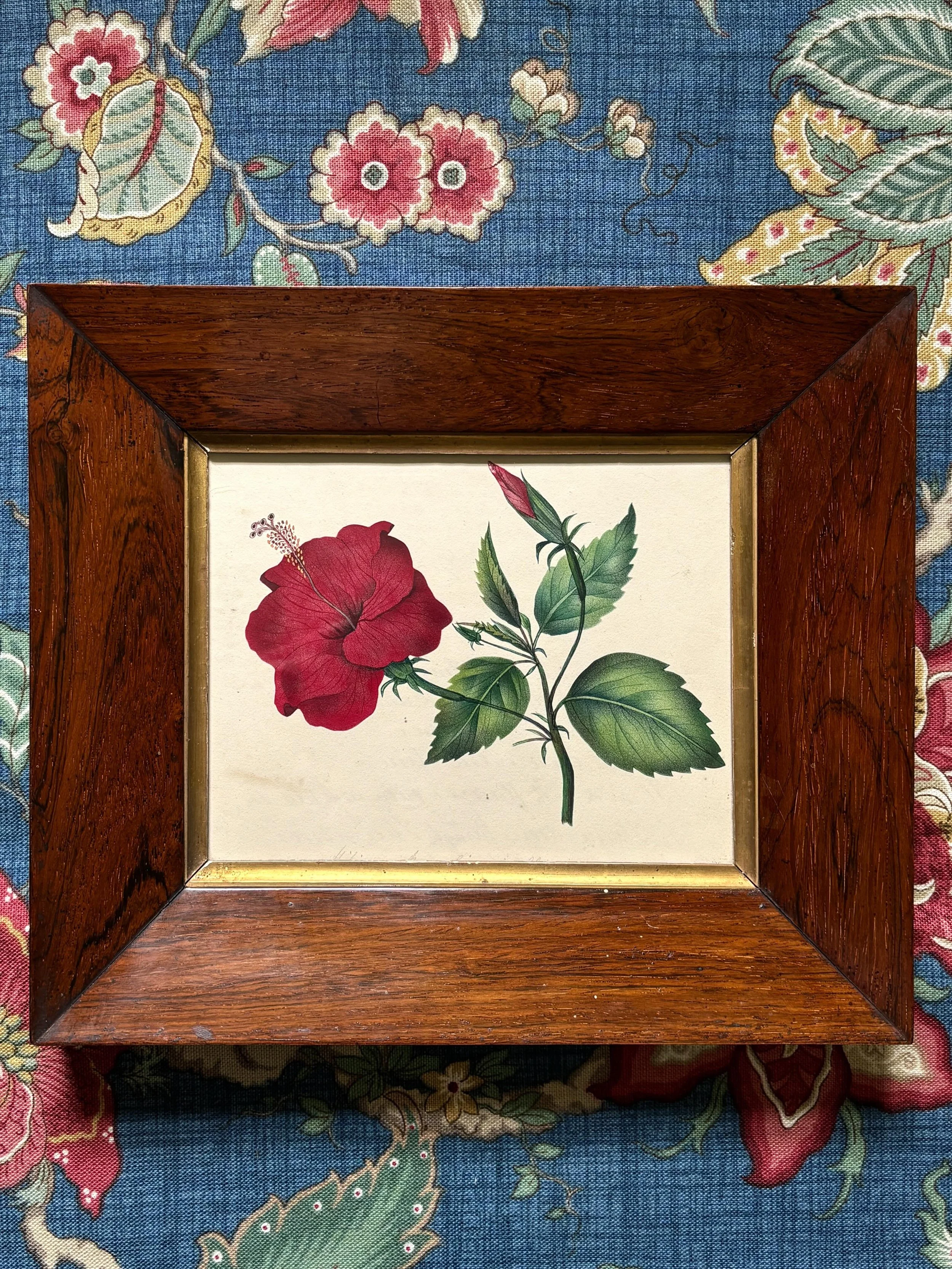 FOR SALE A 19th century floral watercolour painting in an antique rosewood frame with gilt slip. It is a superb frame with an excellent, rich patina that sits so perfectly alongside the bold colours of the painting. 

The inscription on the reverse d