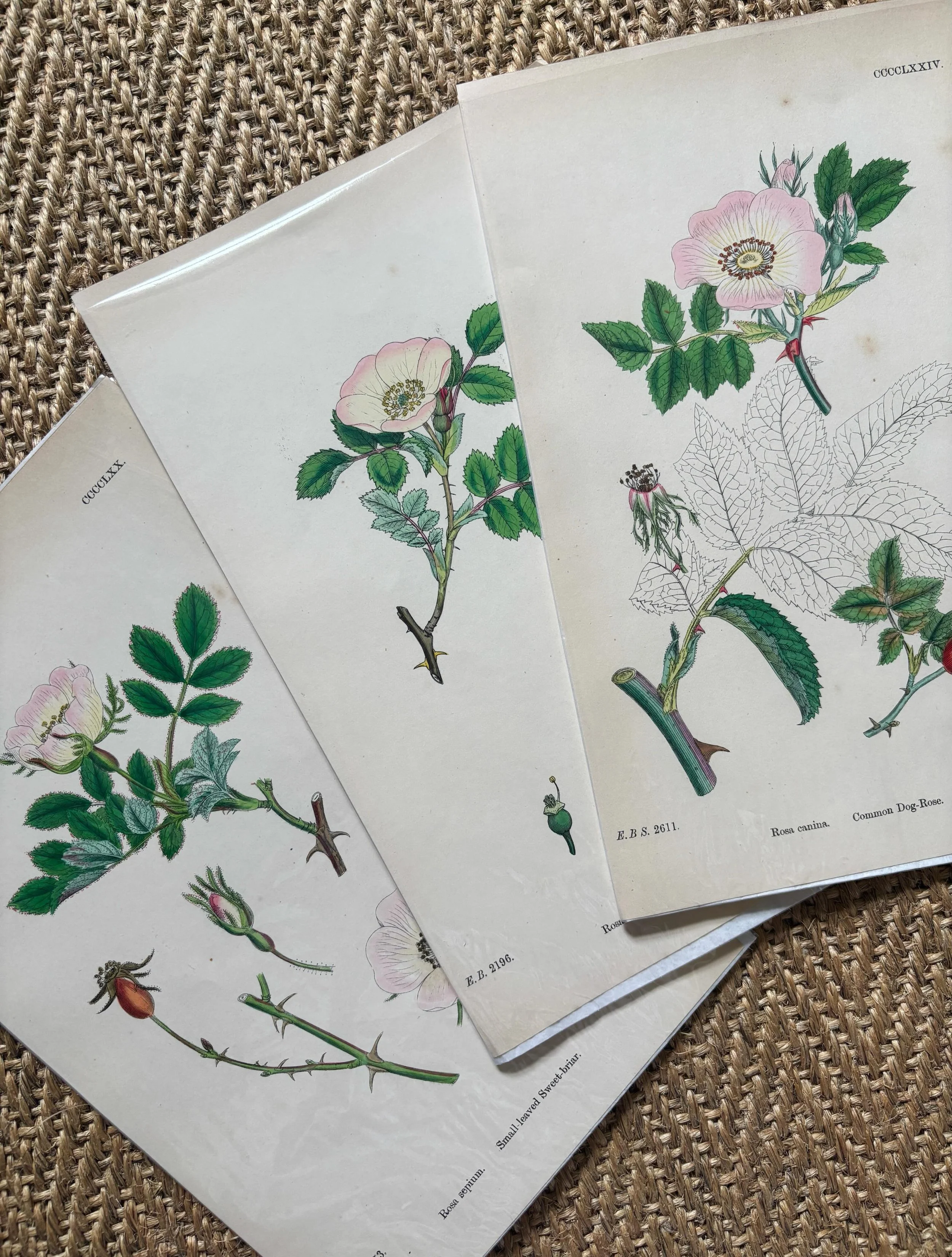 FOR SALE A collection of antique hand coloured botanical engravings from &lsquo;English Botany&rsquo; by James Sowerby (1757-1822).

There are two sets of four and one set of three.

1.) Wild rose, set of three

2.) SOLD 🌟 Bramble and dewberry, set 