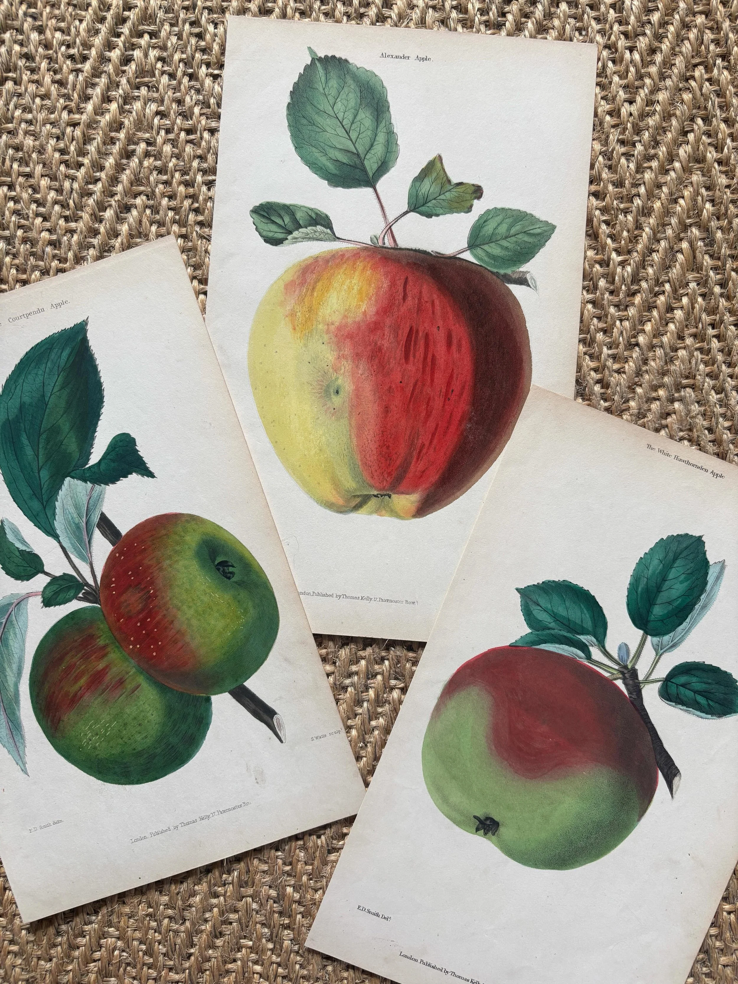 SOLD 🌟 Three rare antique hand coloured engravings of heirloom apples, published by Thomas Kelly, London circa 1820. The artwork is superb and the colours are bold and beautiful! Ideal for framing as a set. They include the Alexander Apple, the Cour