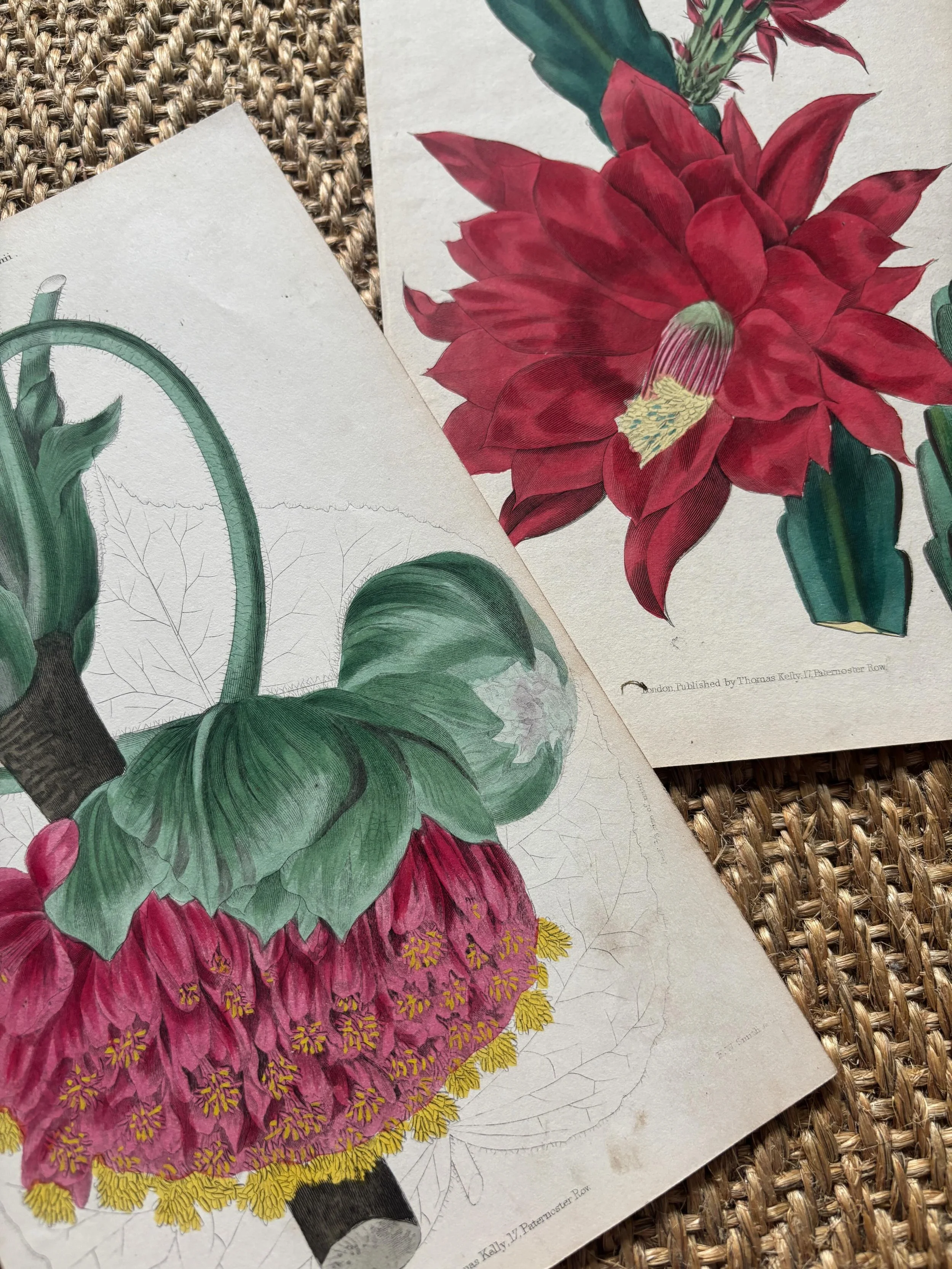 FOR SALE Two rare antique hand coloured botanical engravings published by Thomas Kelly, London circa 1820. The finely rendered prints have been finished beautifully with excellent hand colouring in a superb, rich colour palette. 

They are in good an