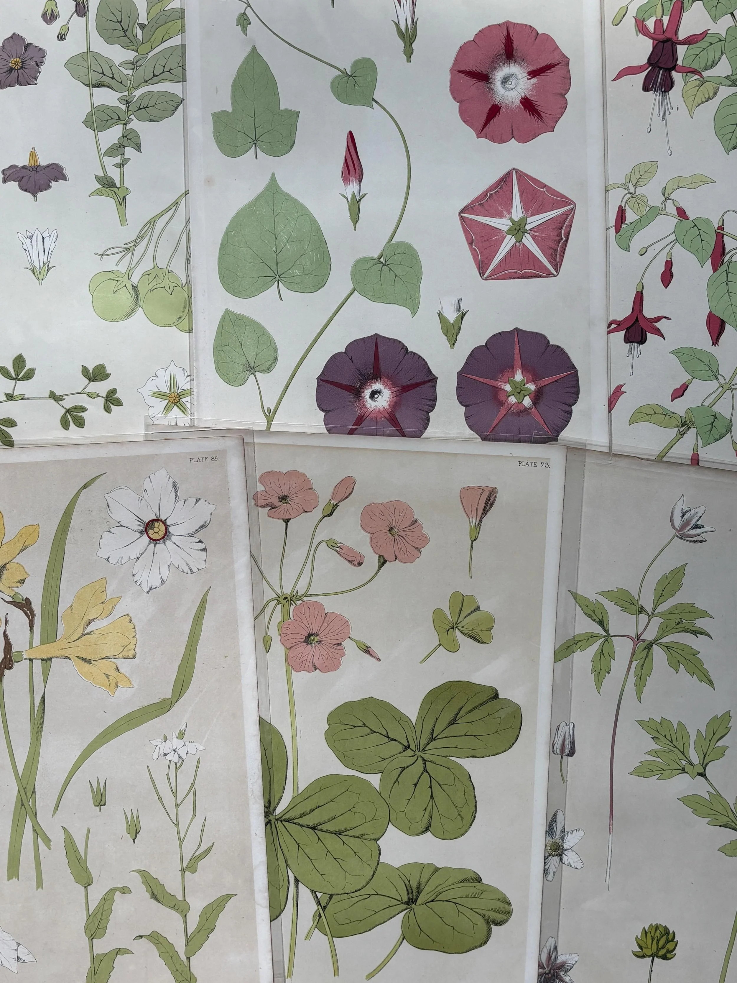 FOR SALE A collection of eight antique botanicals prints from &rsquo;A Series of Sketches From Nature of Plant Form&rsquo; by Frederick Edward Hulme published in 1868. 

They are lithographed plates depicting the whole plant alongside drawings of ind