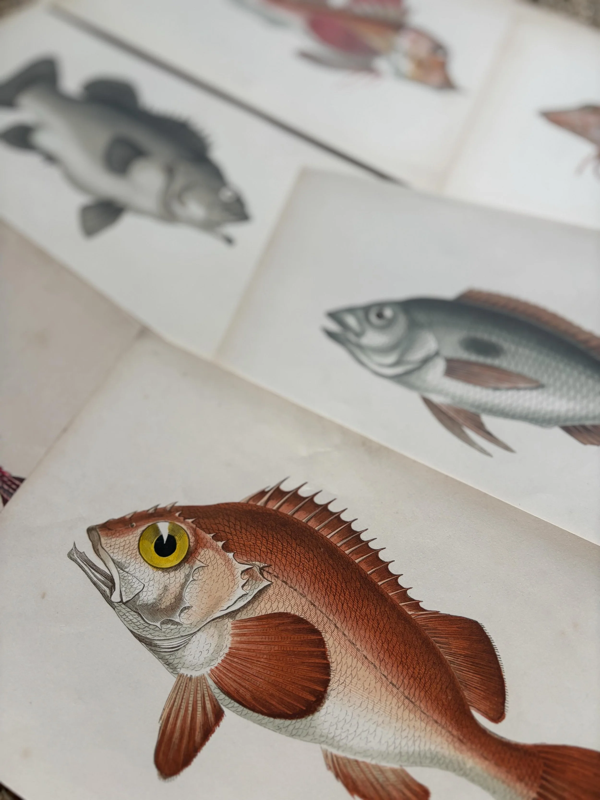 FOR SALE Two excellent collections of antique prints of fish including six chromolithographs and four monochrome copperplate engravings. 

1.) Six antique hand-coloured lithographic prints of fish from Jonathan Couch&rsquo;s &lsquo;A History of the F