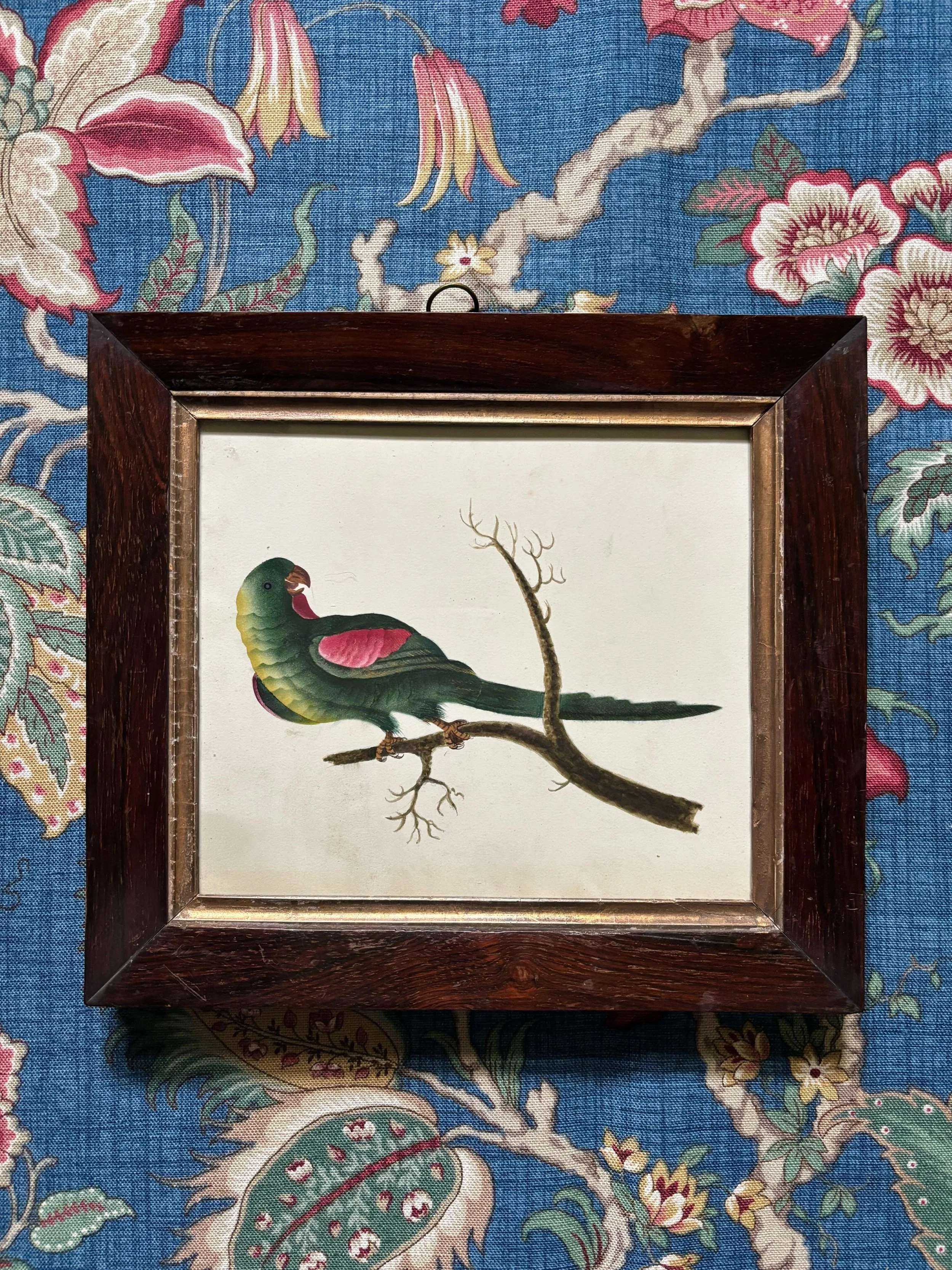 FOR SALE A superb 19th century ornithological watercolour painting of a parrot in a period dark wood frame. He is a handsome specimen with beautifully rendered colourful plumage.

The antique frame is of very high quality with a rebated gilt slip.

I
