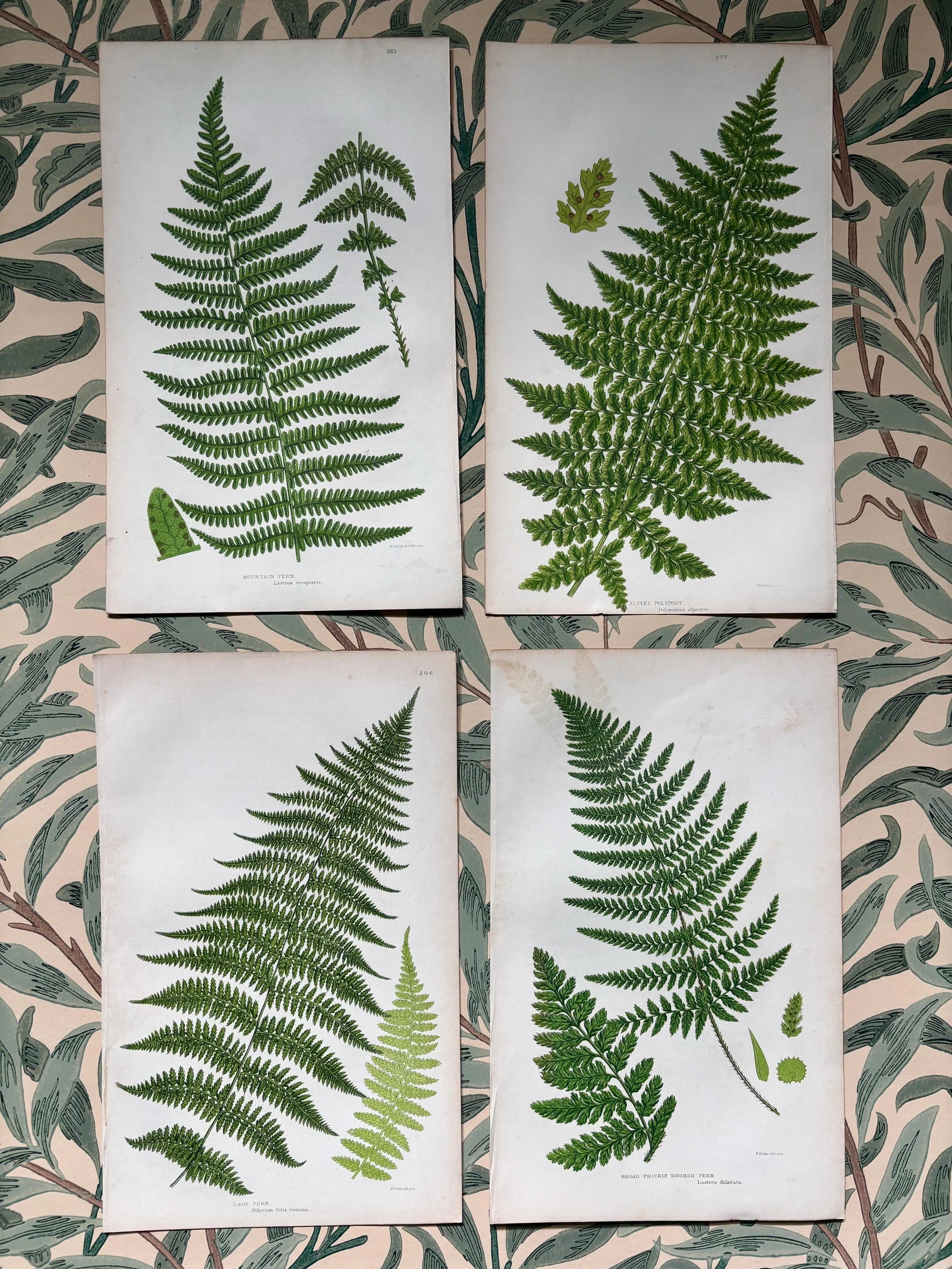FOR SALE Two collections of 19th century woodblock engravings of ferns.

1.) A collection of eight antique botanical woodblock engravings by Wiliam Dickes, circa 1855.

William Dickes (1815-1892) was an English illustrator, engraver, printmaker and l