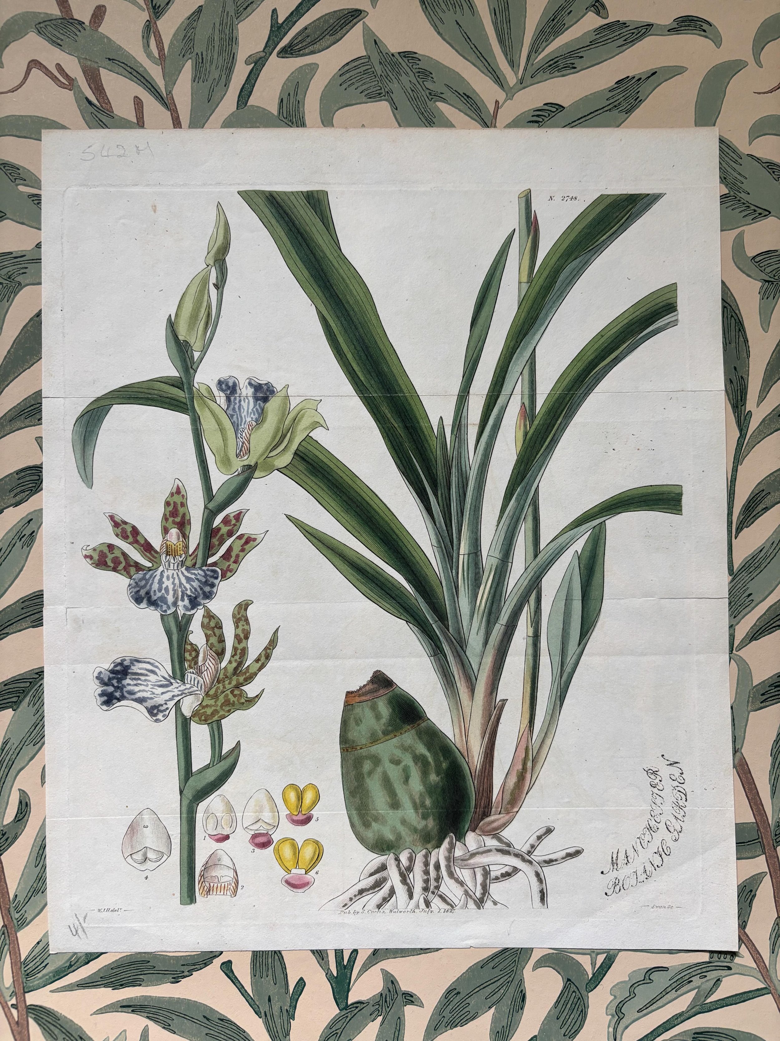 FOR SALE An original antique hand coloured copperplate engraving of an orchid &lsquo;Zygopetalum mackaii&rsquo;, published in Curtis&rsquo;s Botanical Magazine in July 1827.  It was illustrated by Sir William Jackson Hooker (&lsquo;WJH del&rsquo; vis