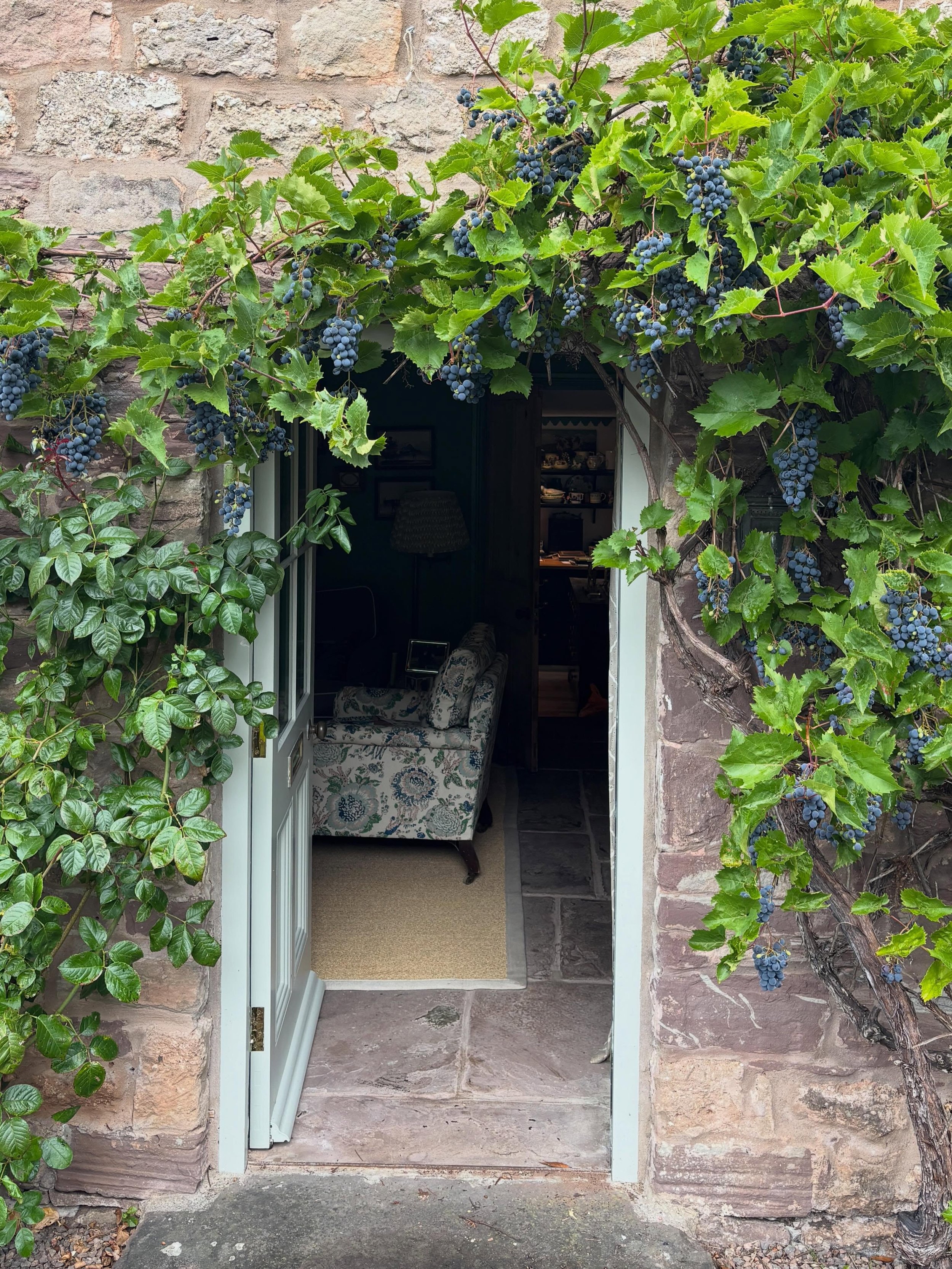 It&rsquo;s a bumper year for grapes! They&rsquo;re quite tart but definitely sweeter than last year. I thought I might have a go at putting them in a clafoutis. Or maybe a focaccia type bread with some blue cheese. 😋