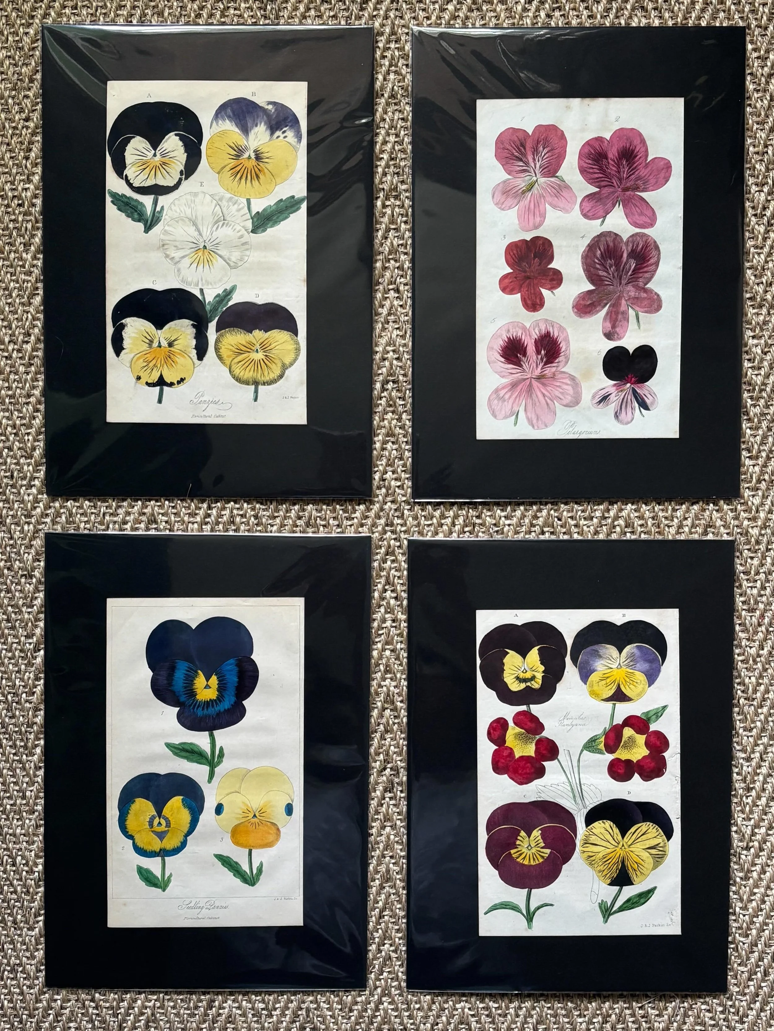 SOLD 🌟 A collection of 20 of the most beautiful hand coloured botanical engravings, 1833-1837. They come from the inimitable Floricultural Cabinet, which in my opinion is one of the very best in this genre and becoming increasingly difficult to find
