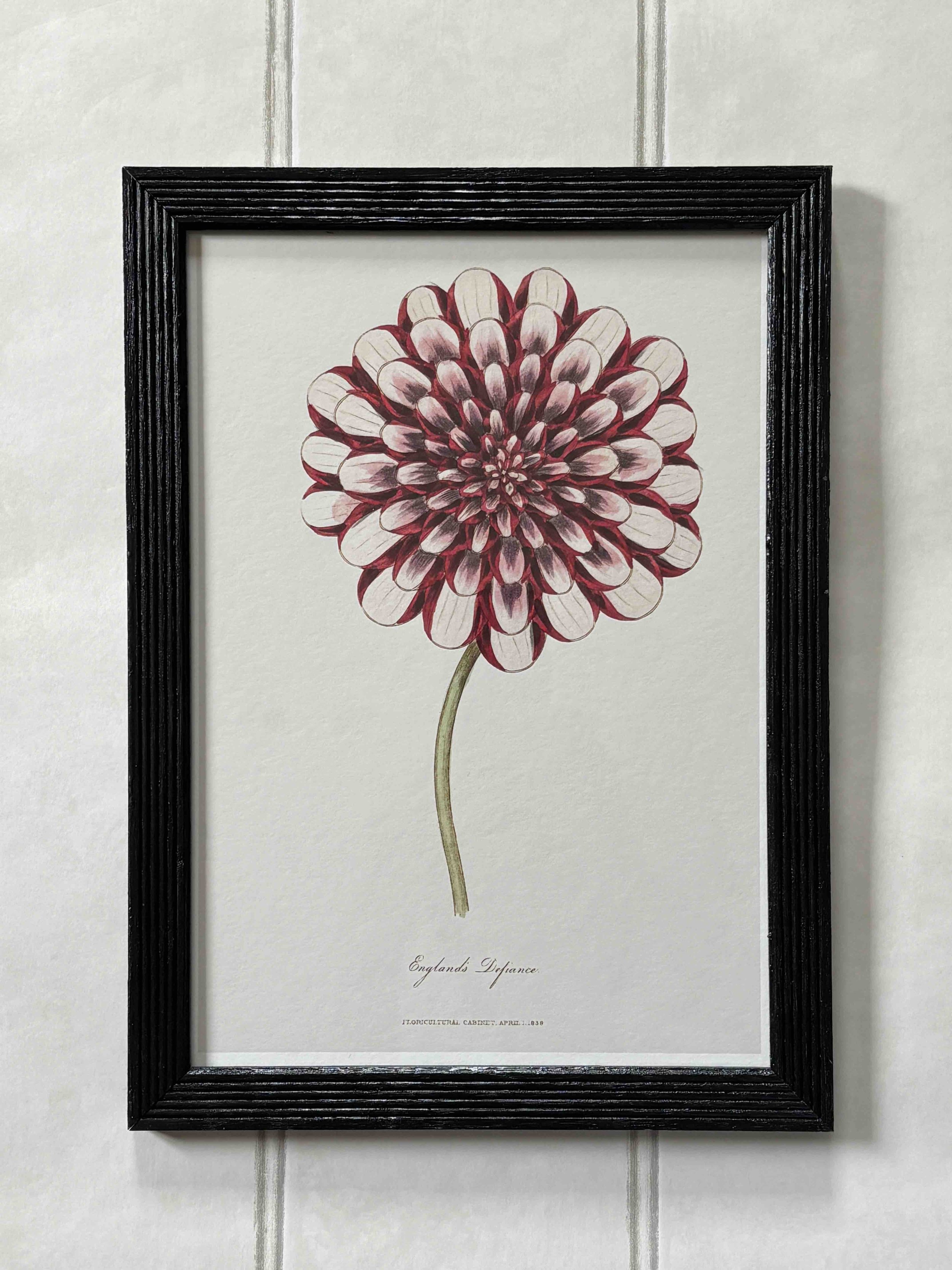 England's Defiance dahlia (framed).jpeg
