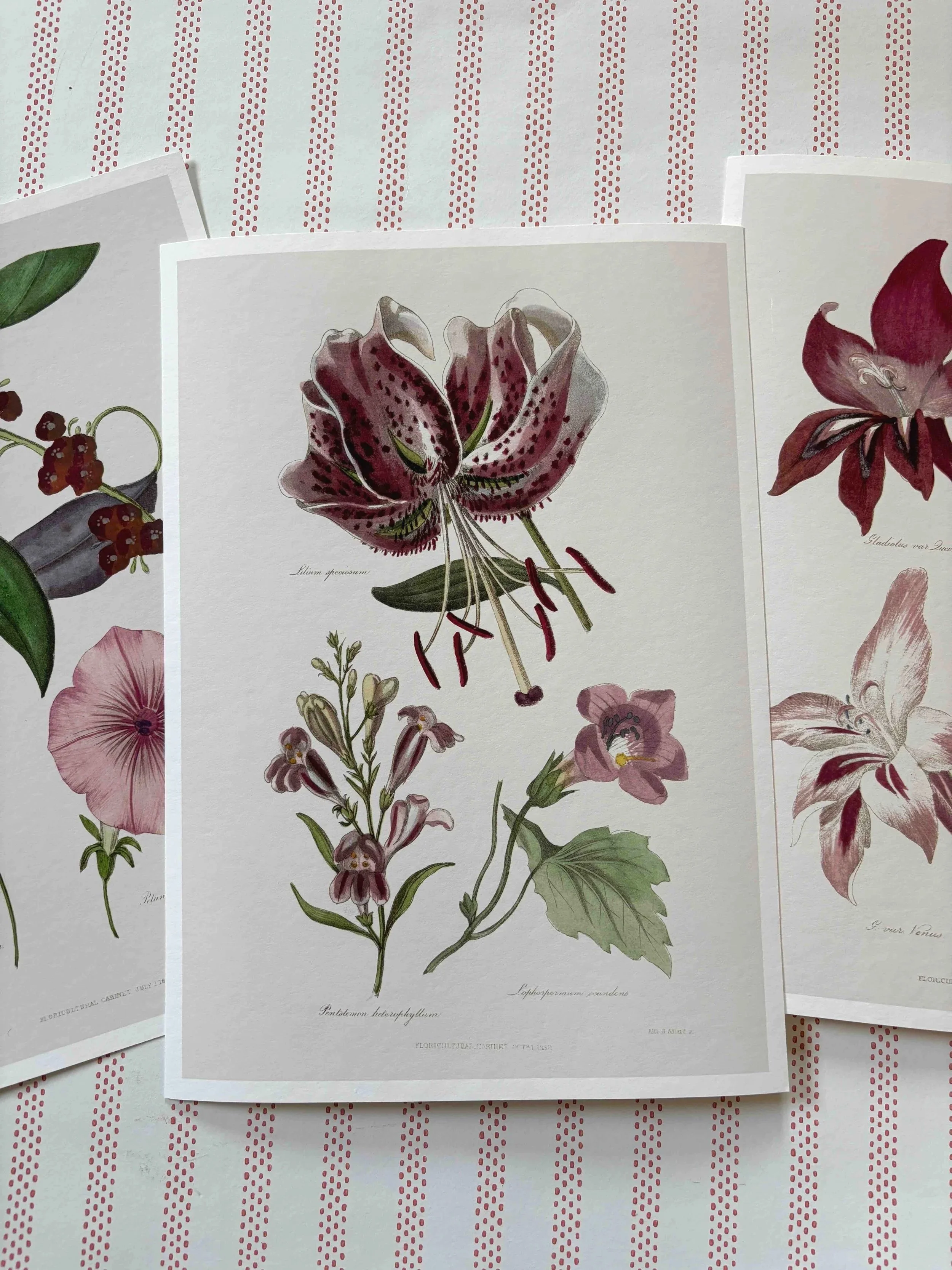 Lily+%28red+group+prints%29.jpg