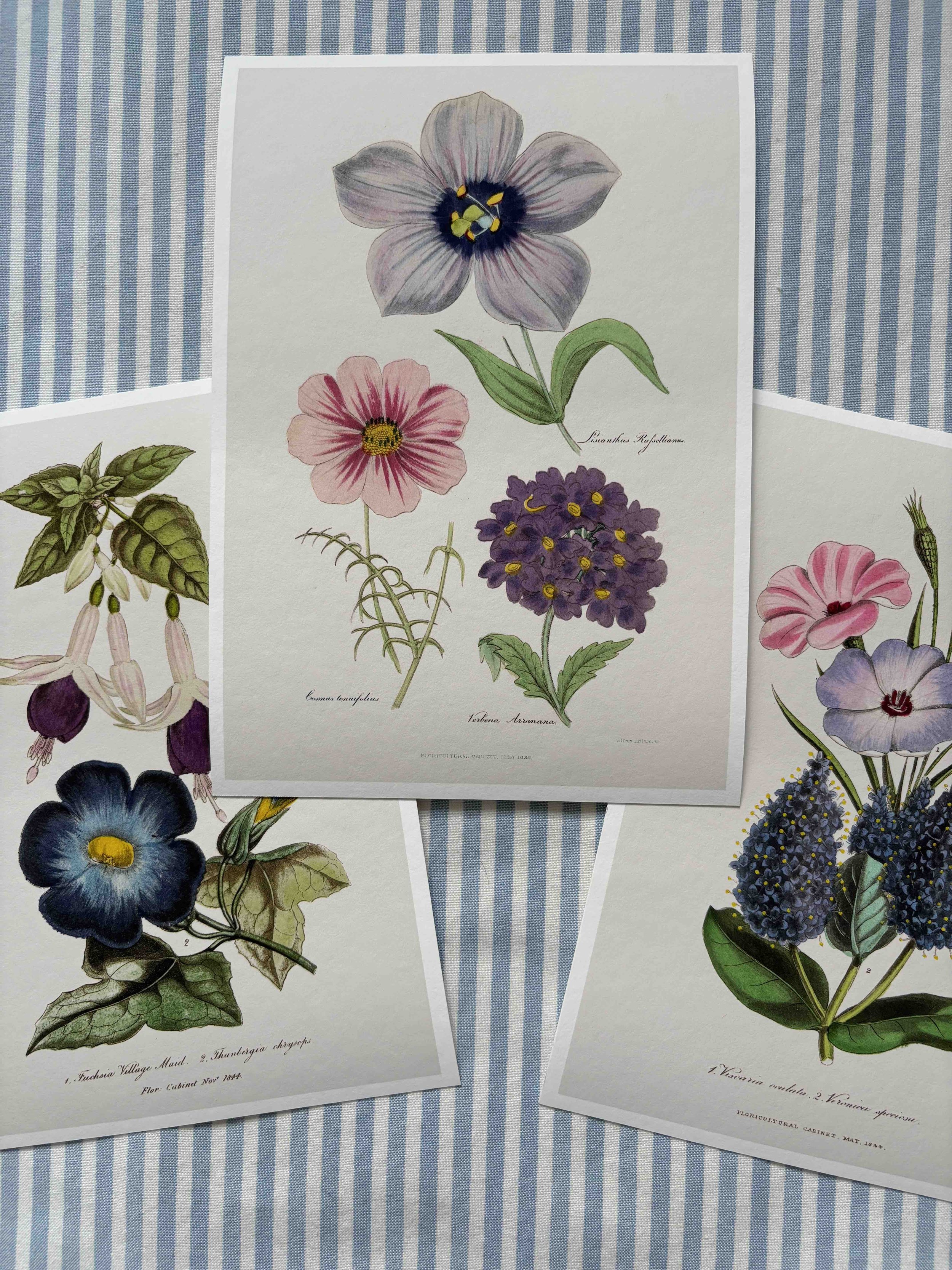 Cosmos (blue group prints).jpeg
