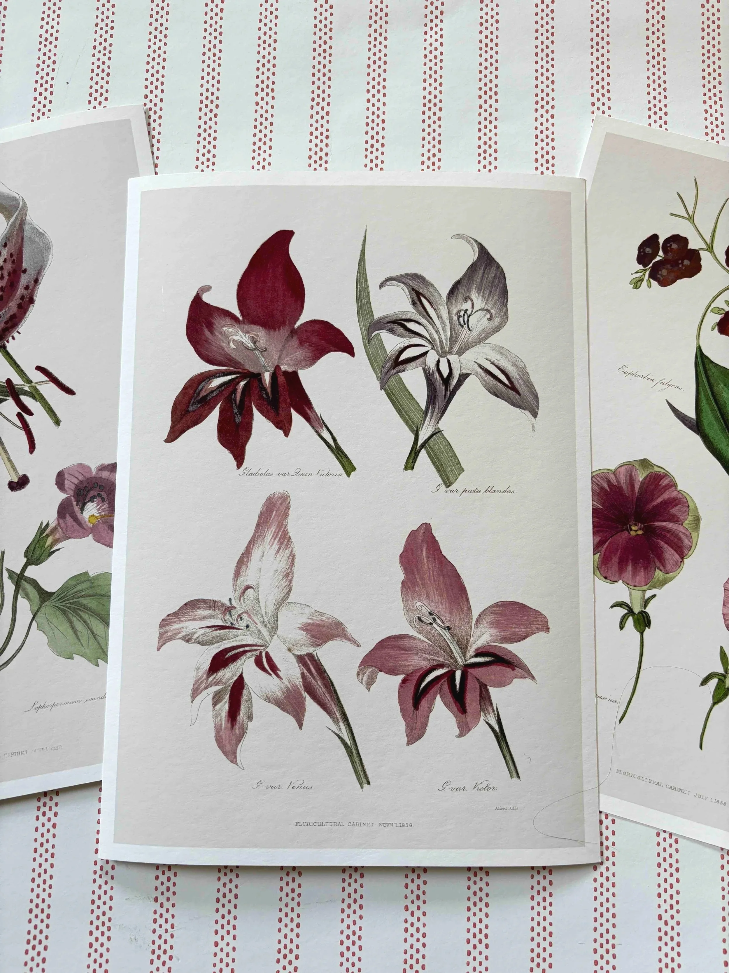 Gladiolus+%28red+group+prints%29.jpg