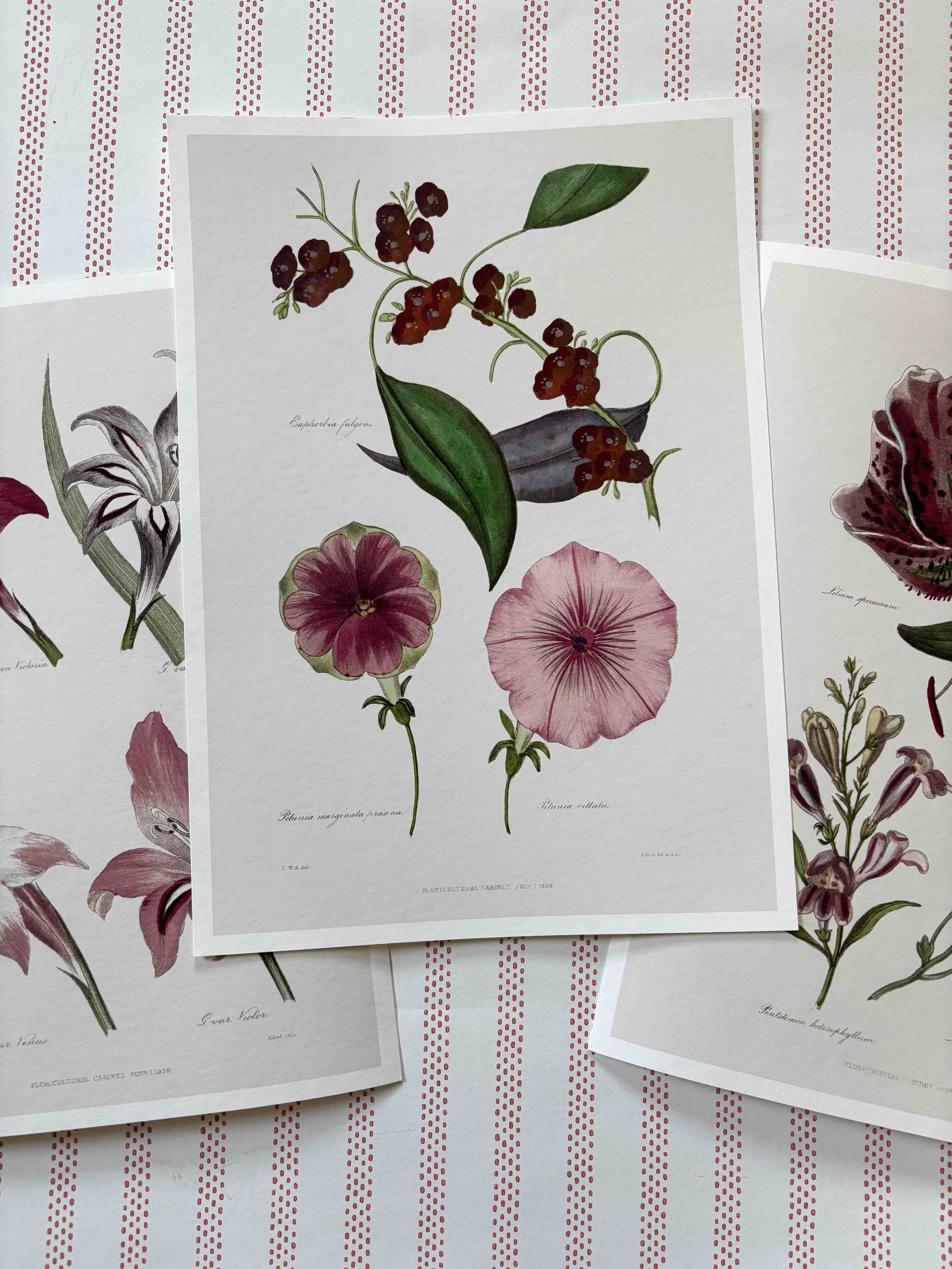 Petunia (red group prints).jpeg