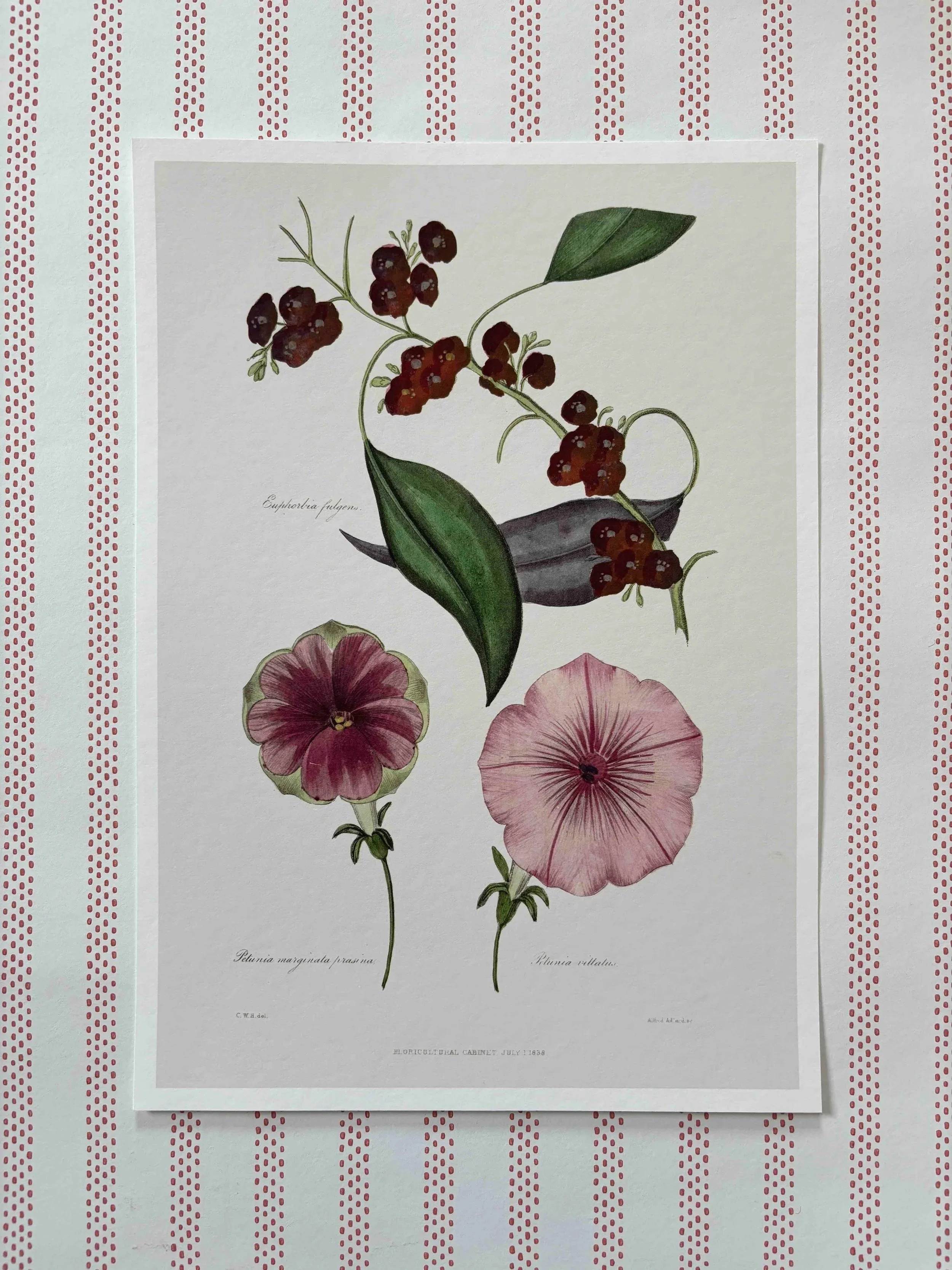 Petunia+%28print%29.jpg