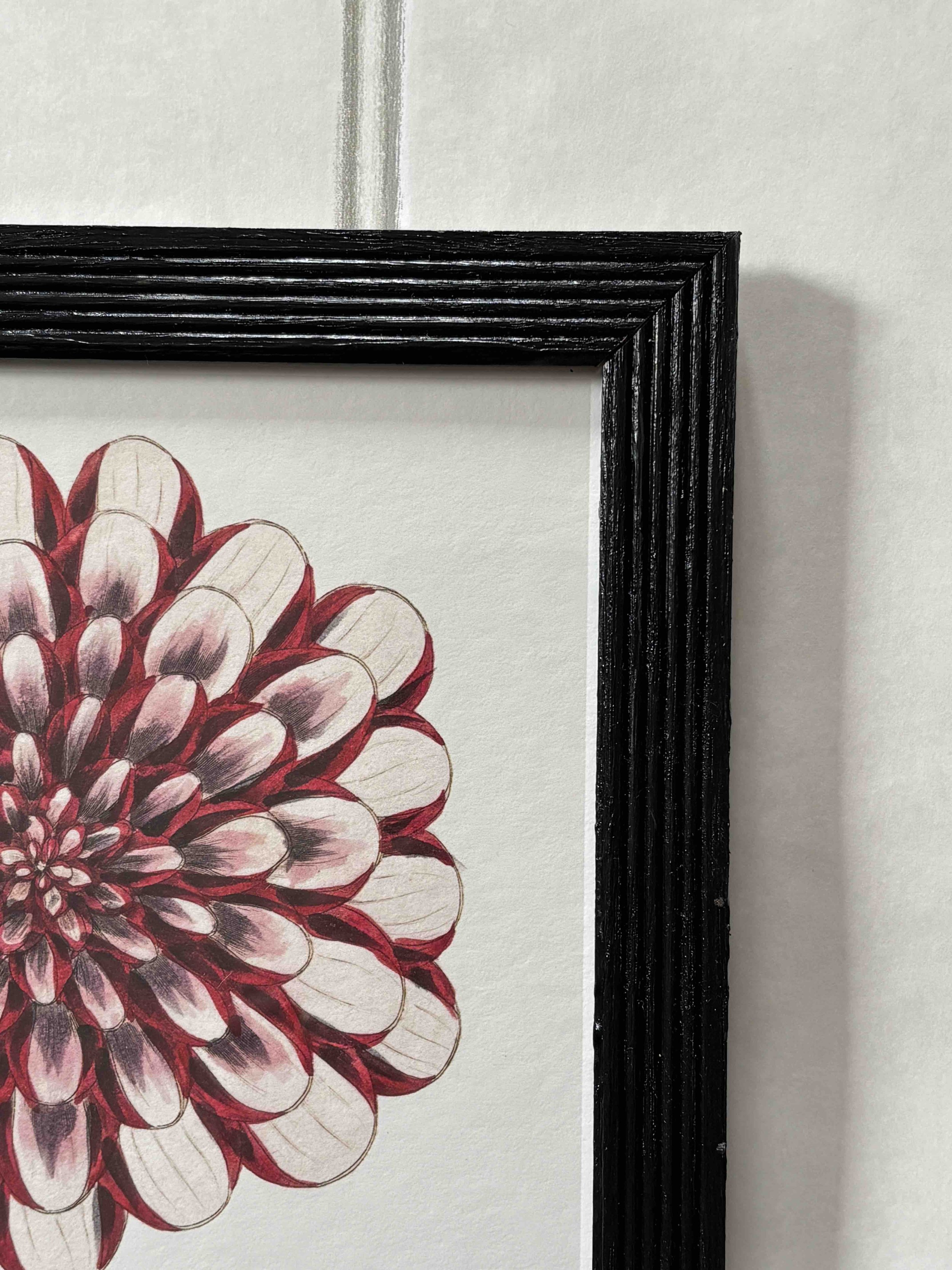 England's Defiance dahlia (frame close-up).jpeg