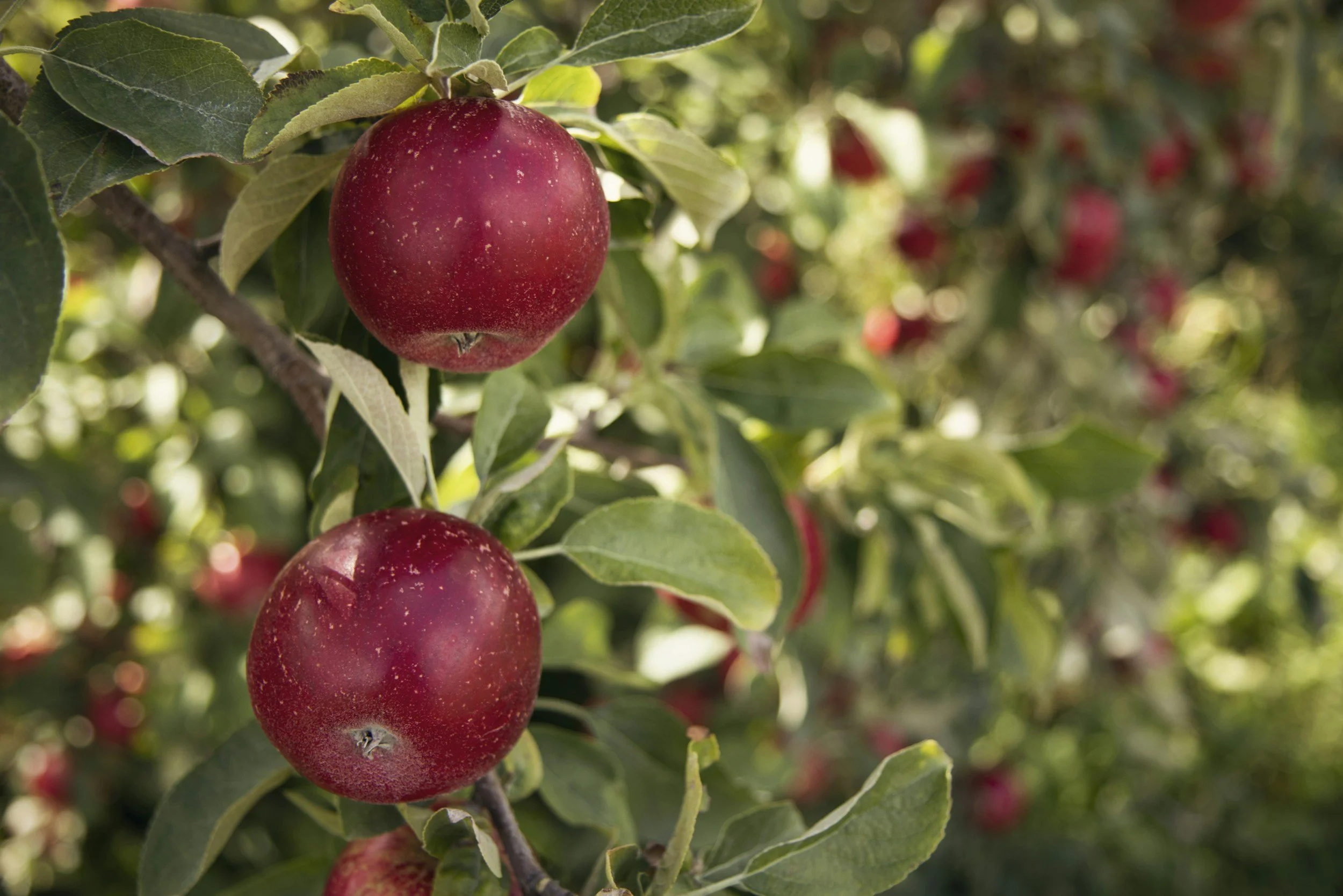 How the Orchard Is Doing This Season