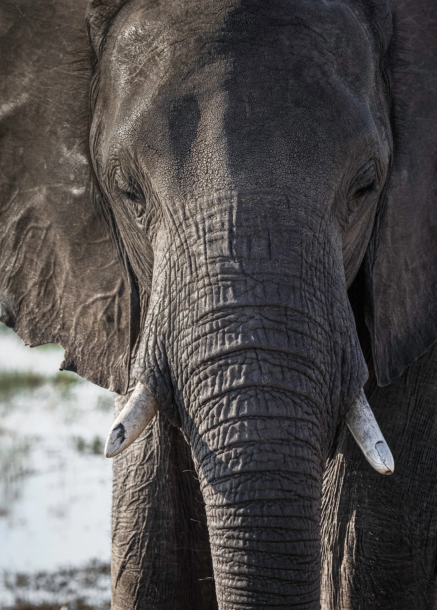 Elephant portrait, Chobe River